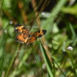 phaon butterfly