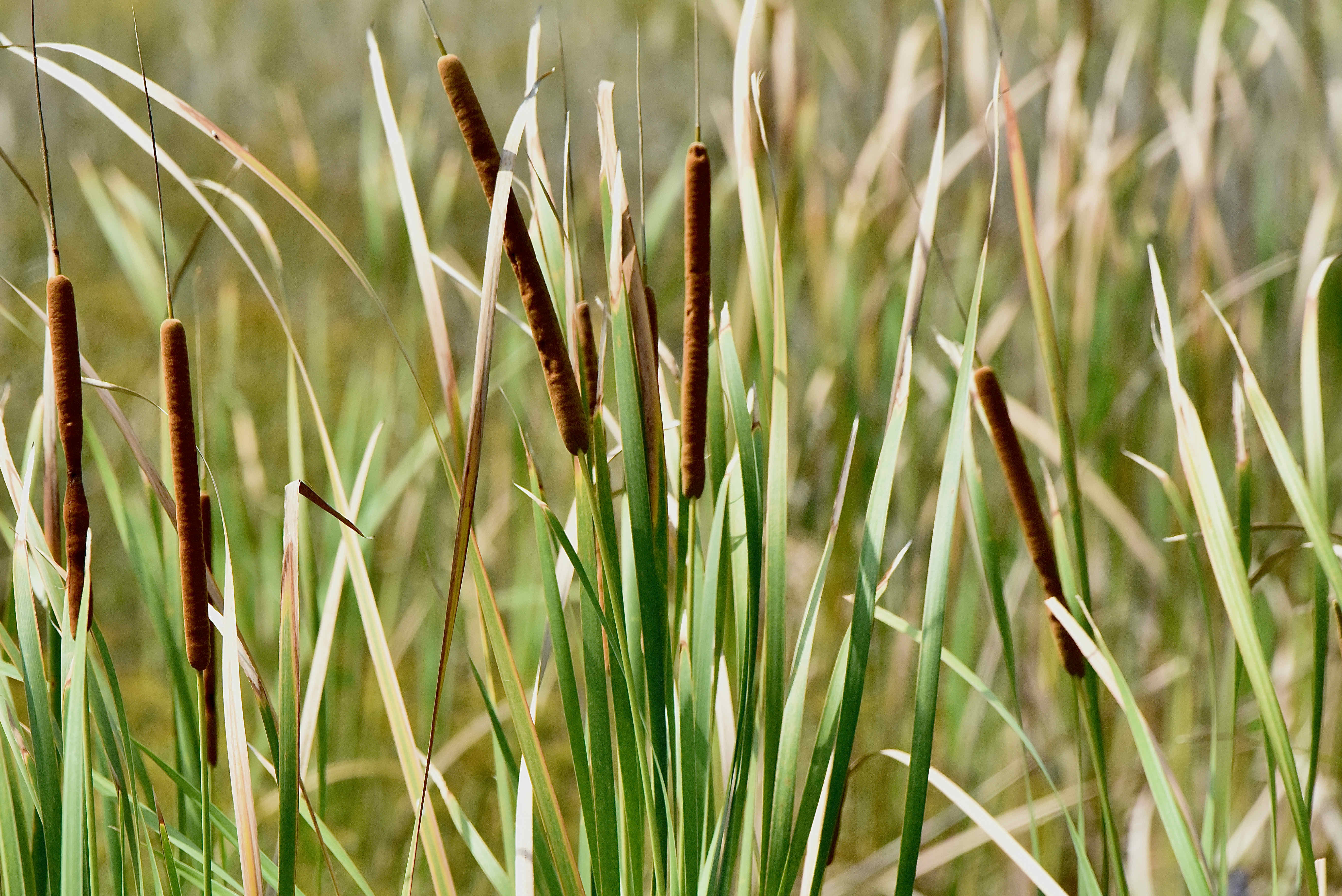 What S Inside A Cattail Plant At Cameron Frodsham Blog