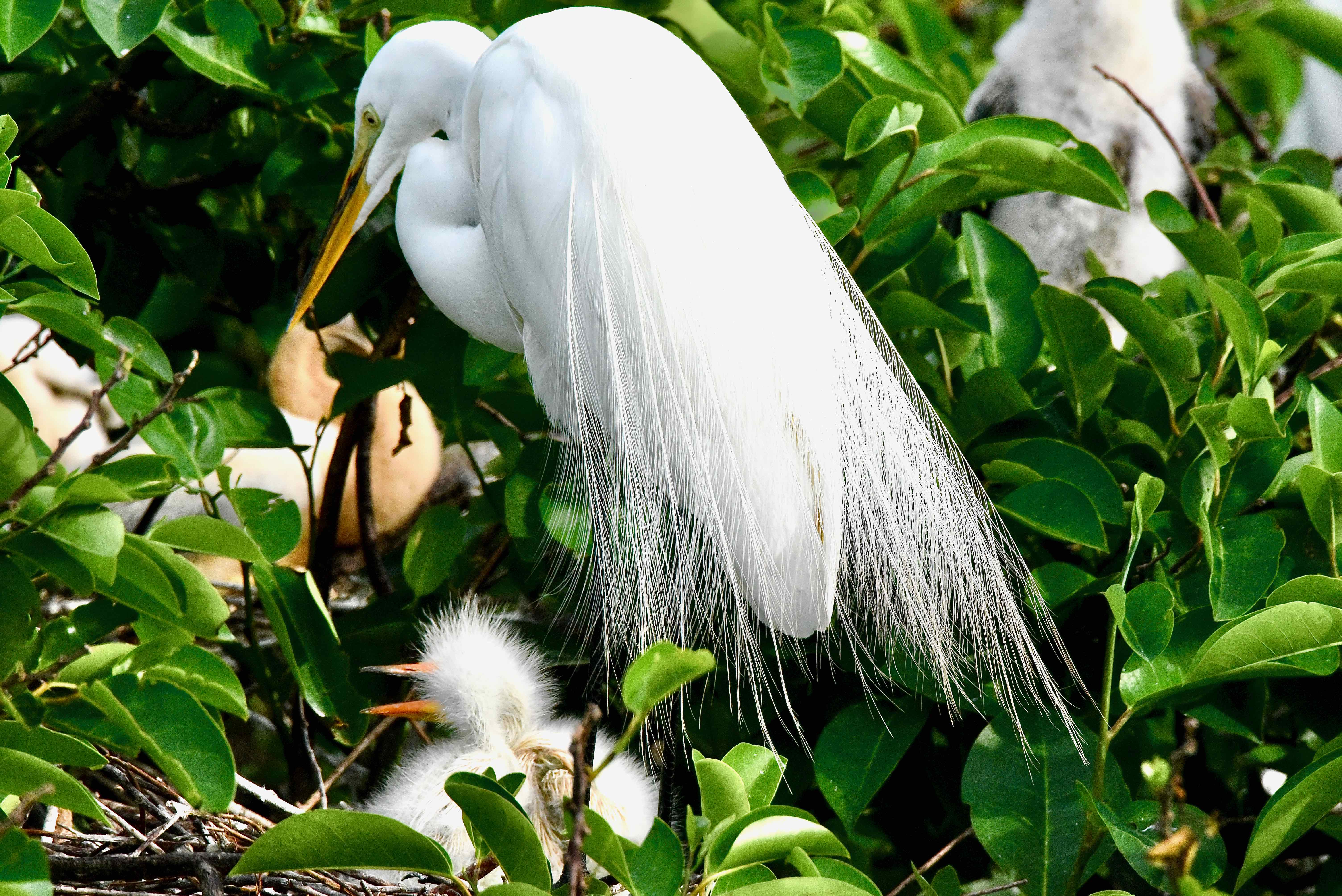 great  egret