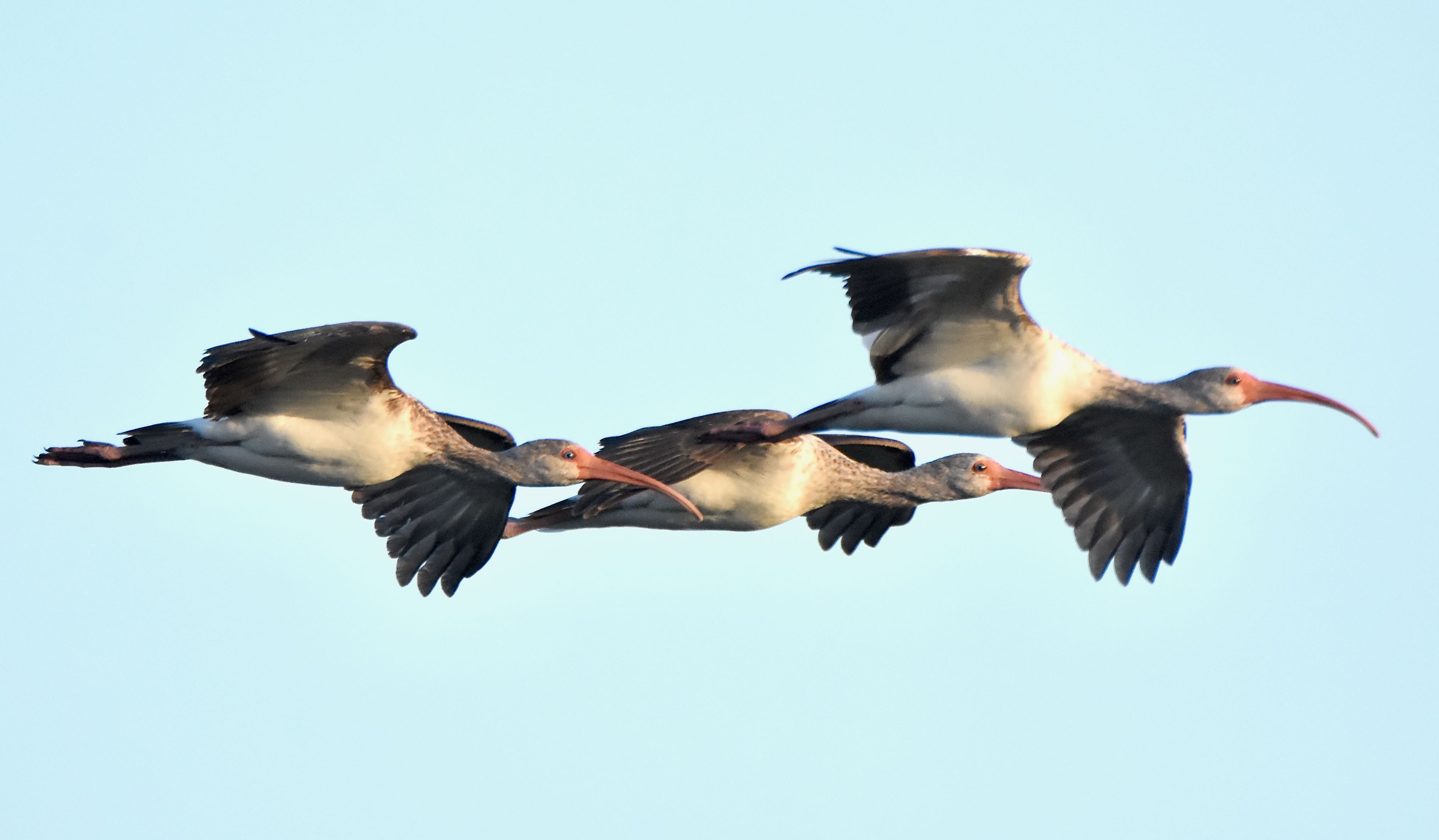 white ibises in flight