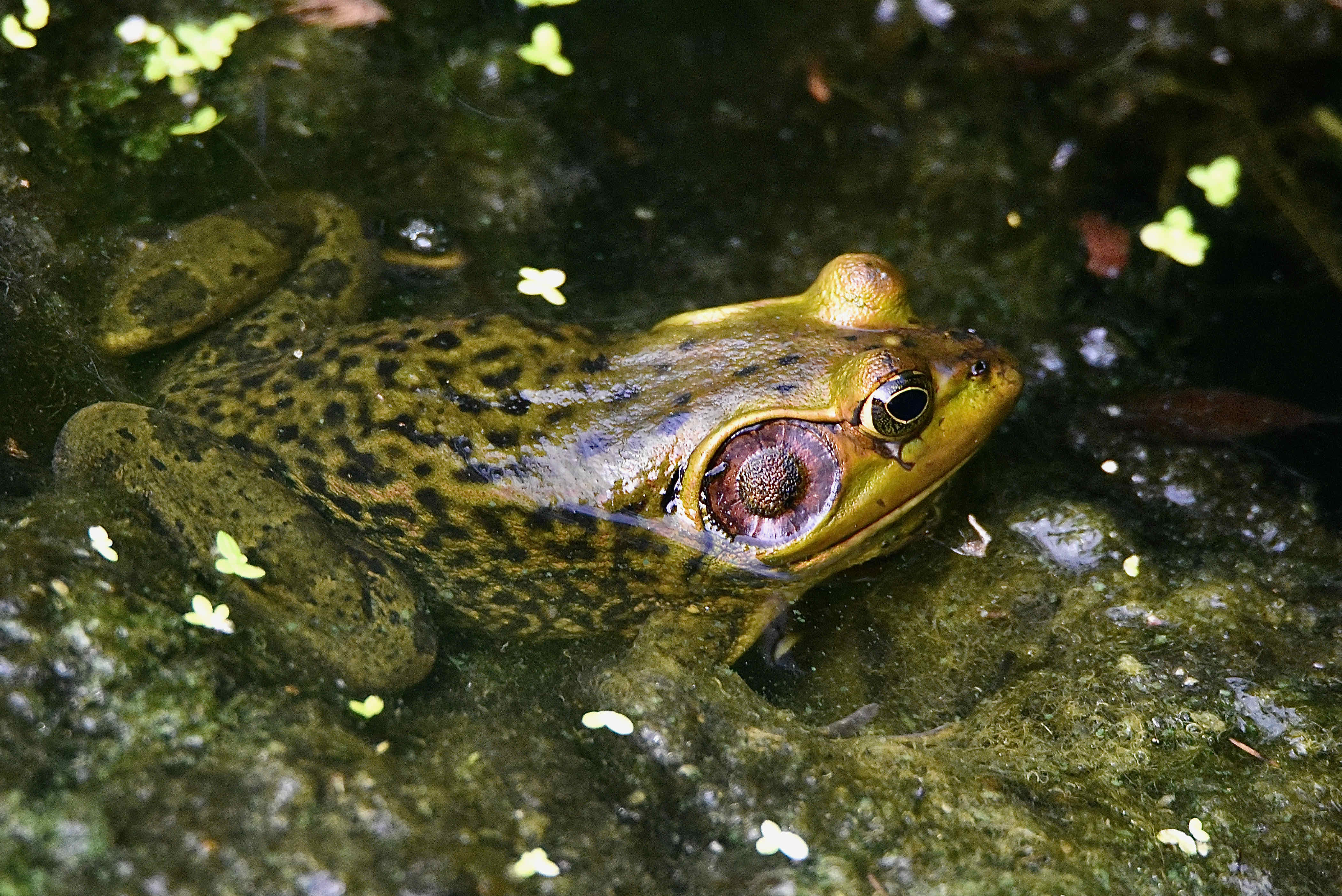 pig frog