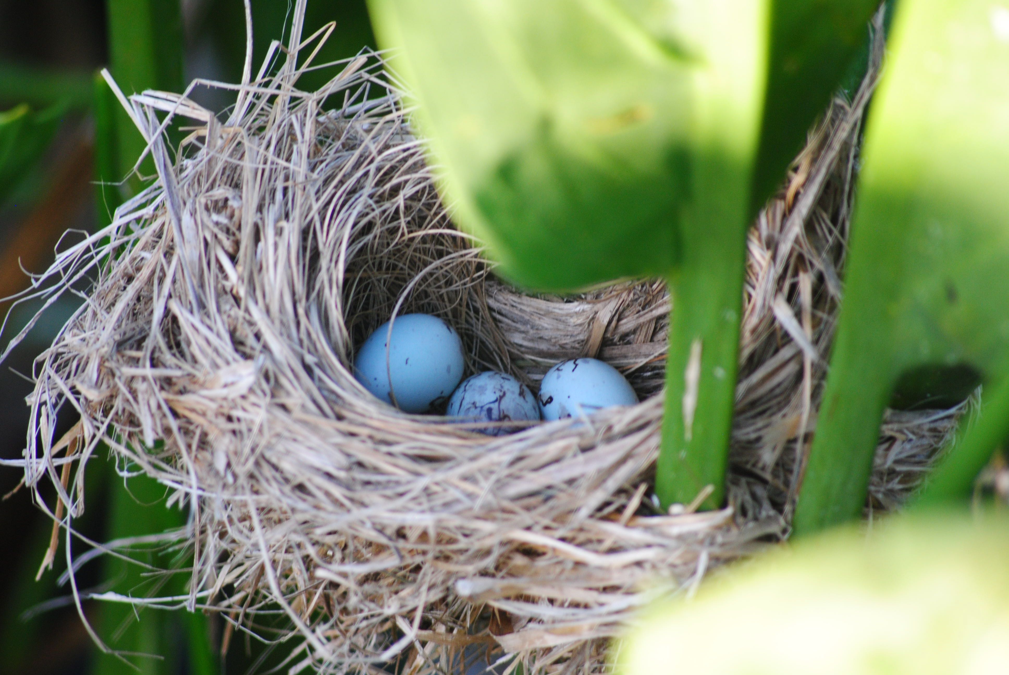 red-winged blackbird eggs