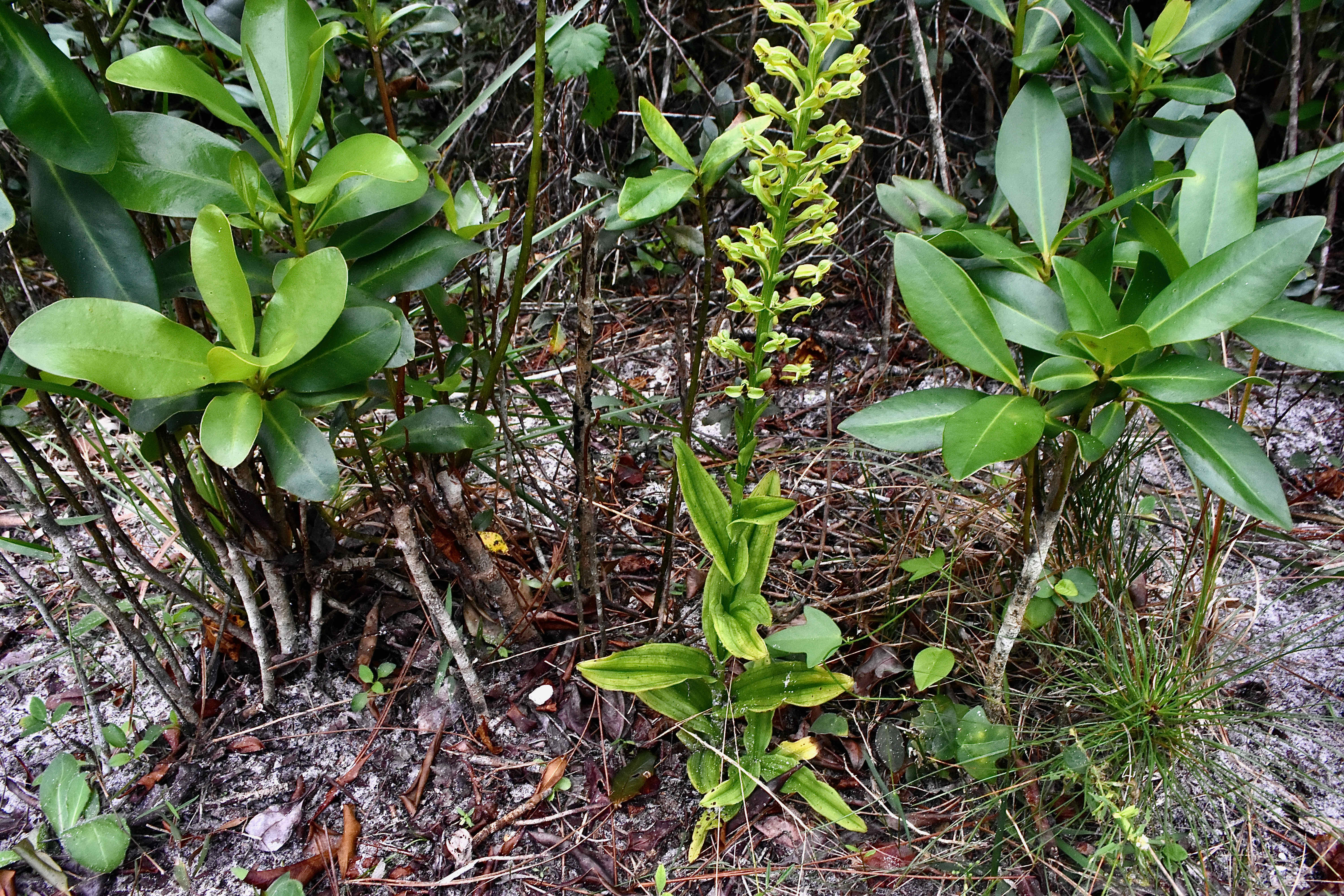 rein orchid