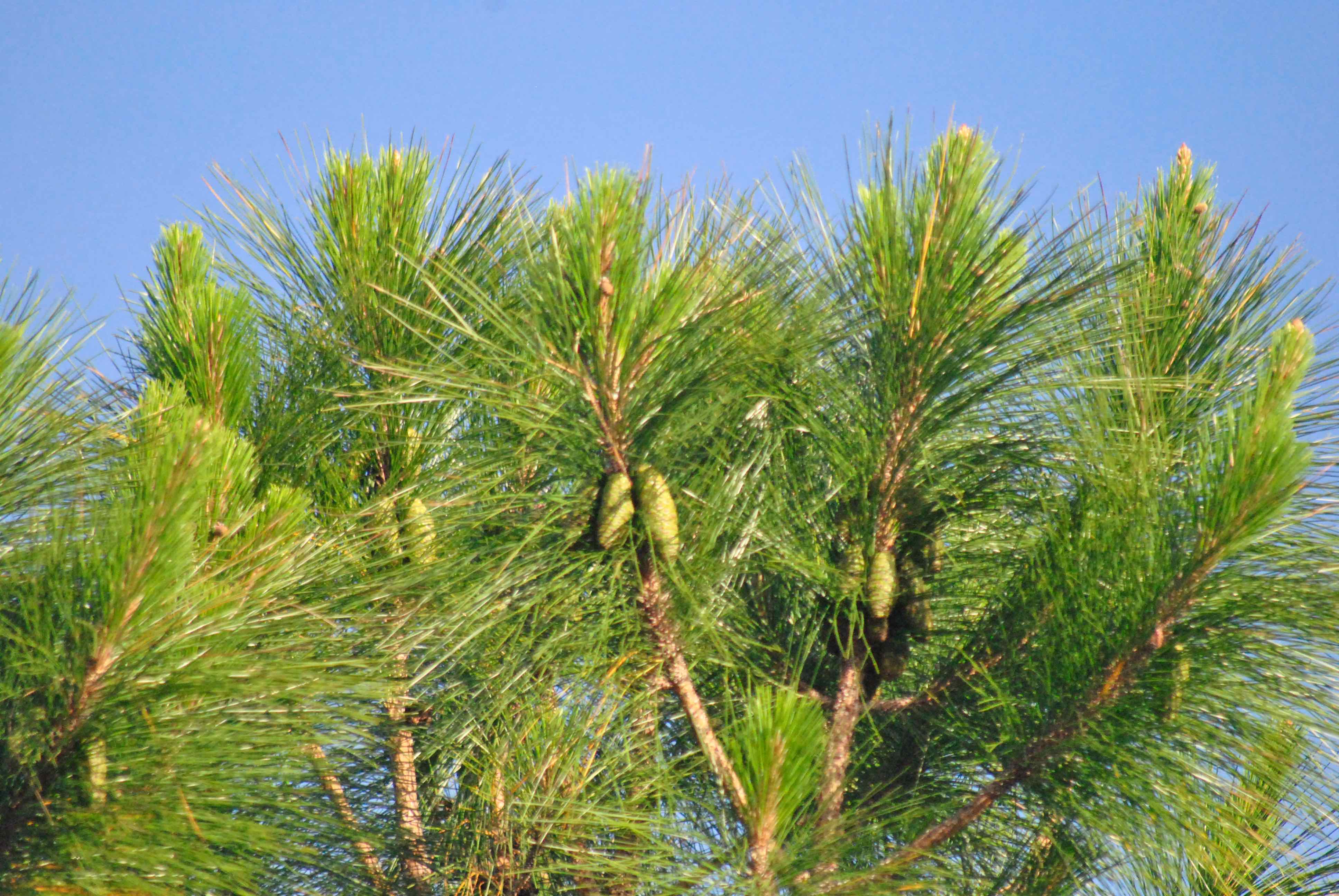 south florida slash pines