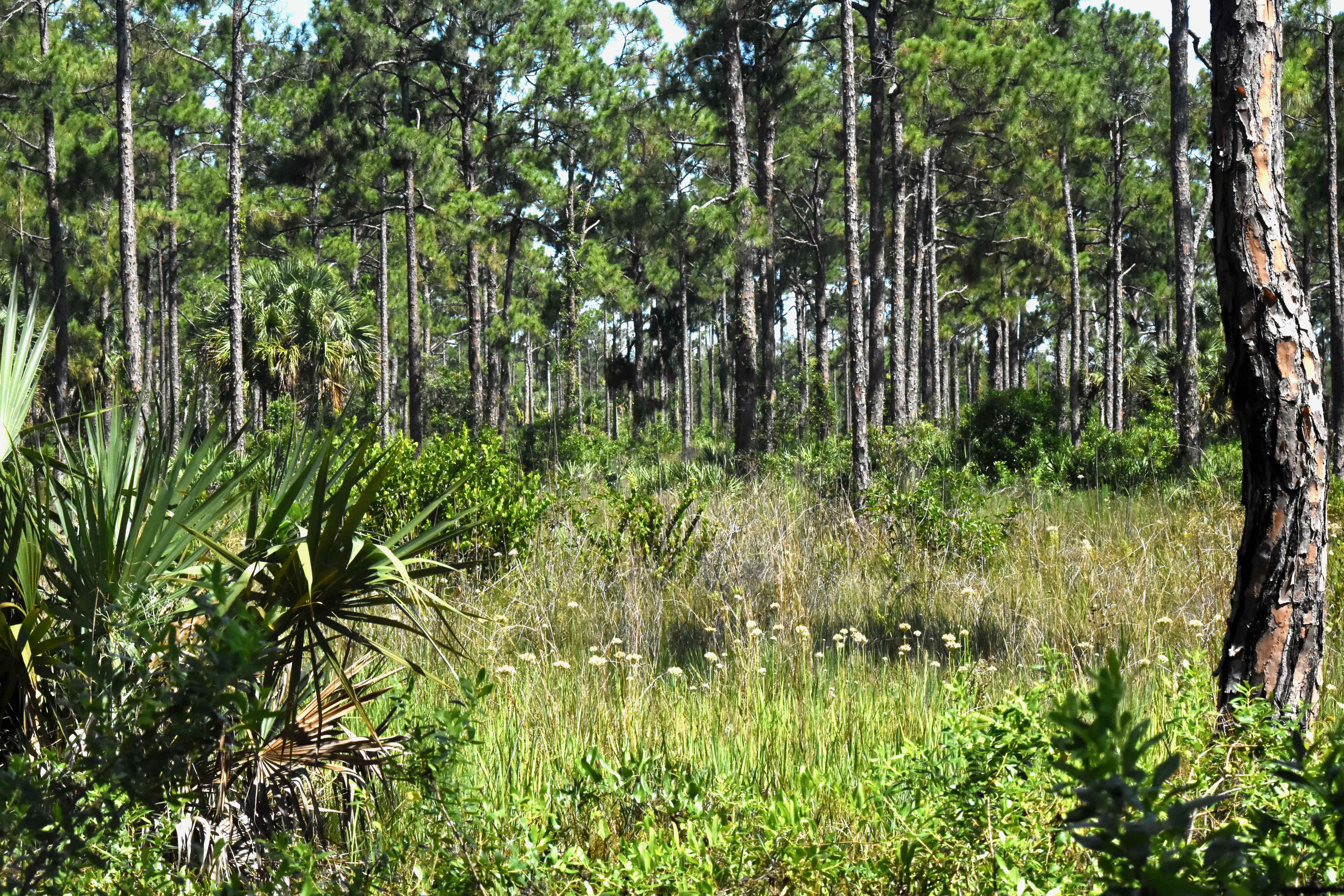 south florida slash pines
