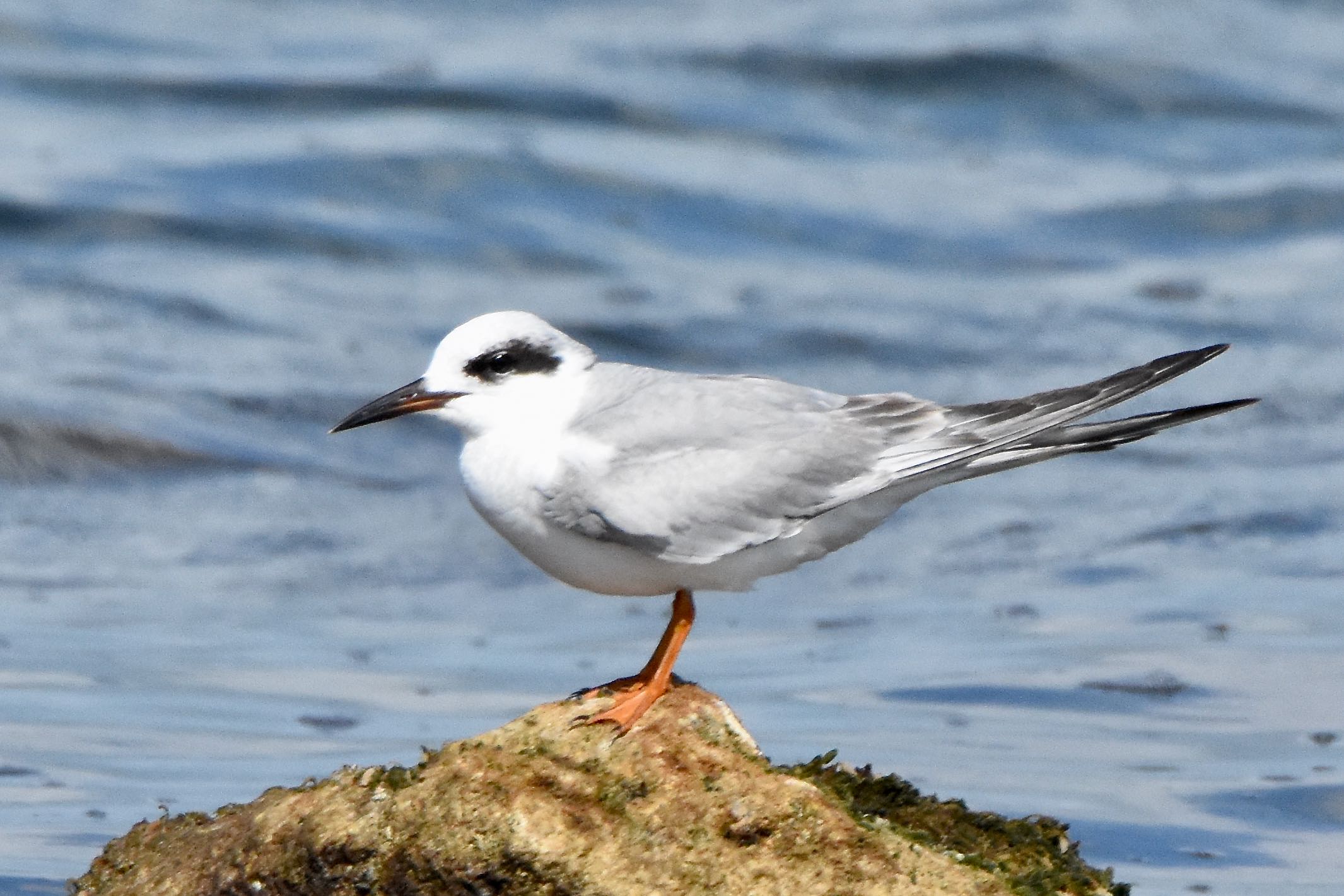 forester's tern