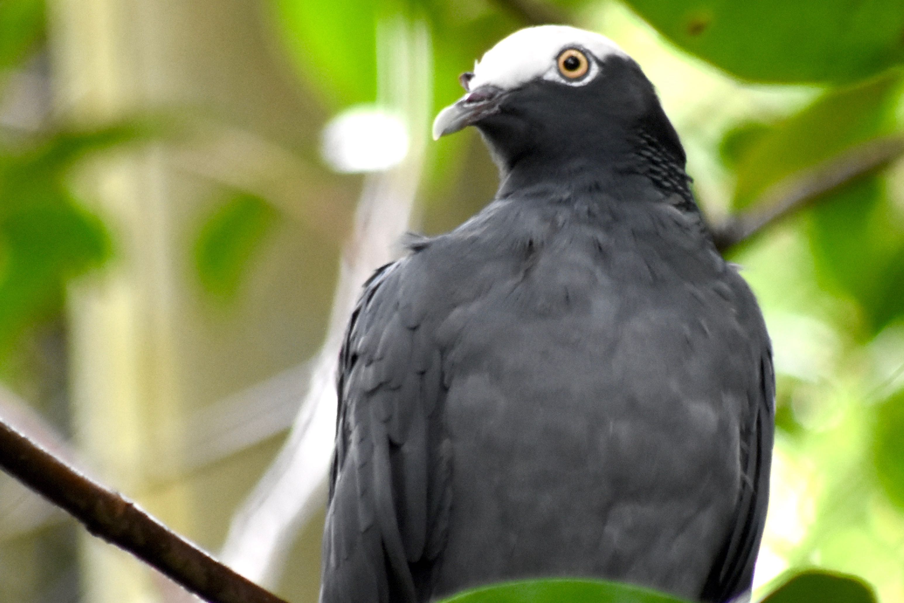 white crowned pigeon