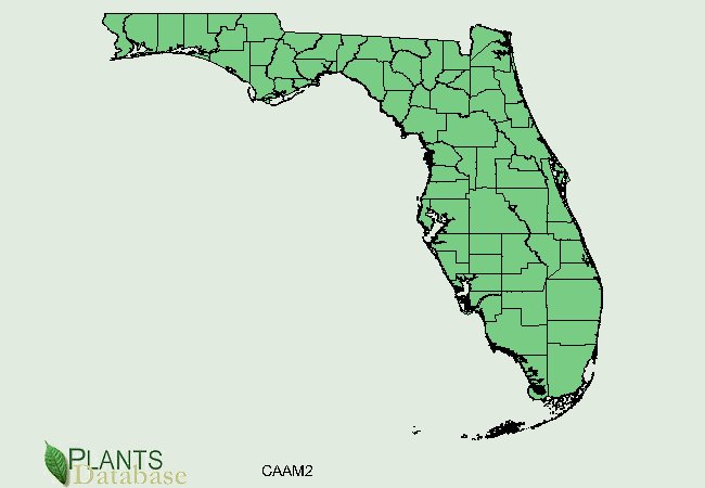 American beautyberry florida counties