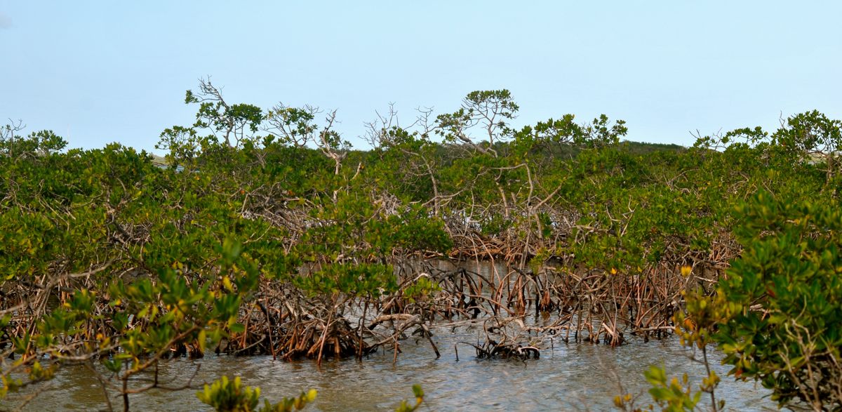 Red Mangroves