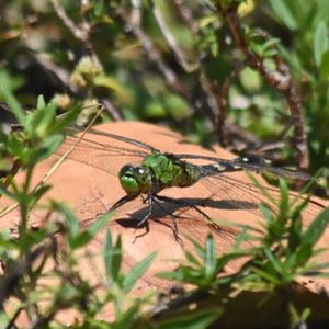 pondhawk dragonfly