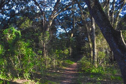 Treetops Park/Pine Island Ridge Natural Area 