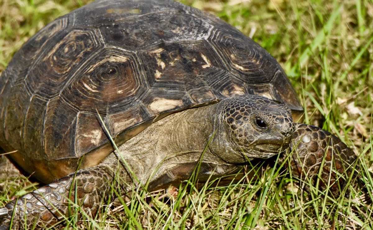 haney creek gopher tortoise