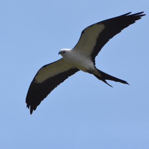 swallowtail kite