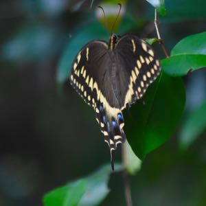 palmedes swallowtail