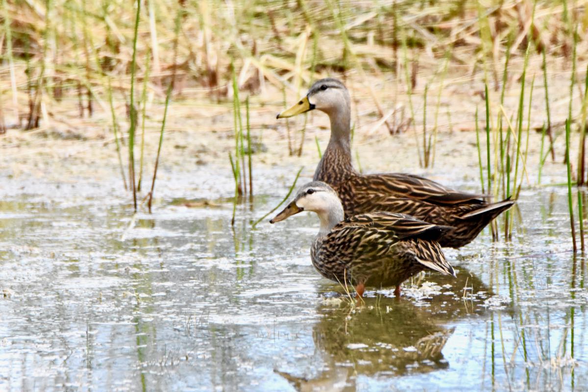 mottled ducks cypress creek natural area