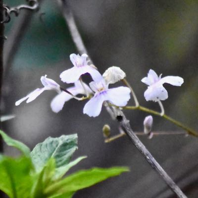 delicate violet orchid