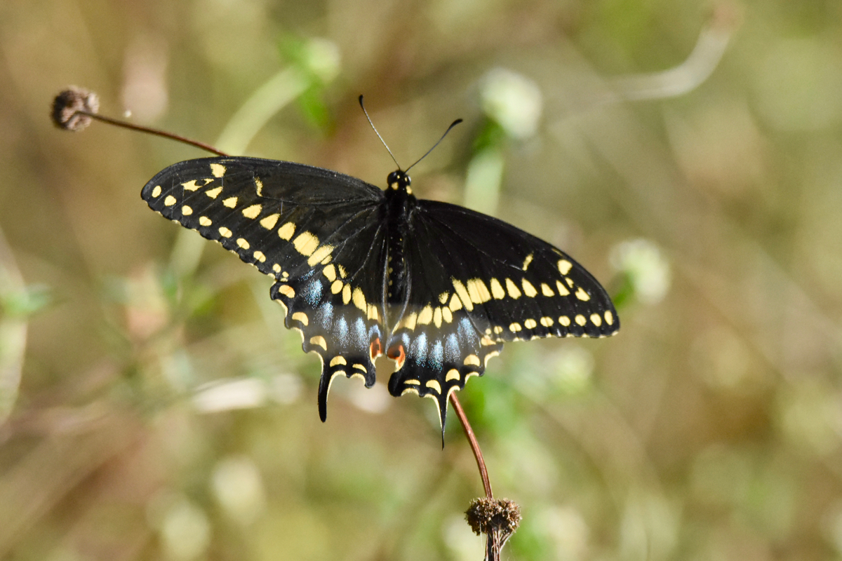 sweetbay butterfly