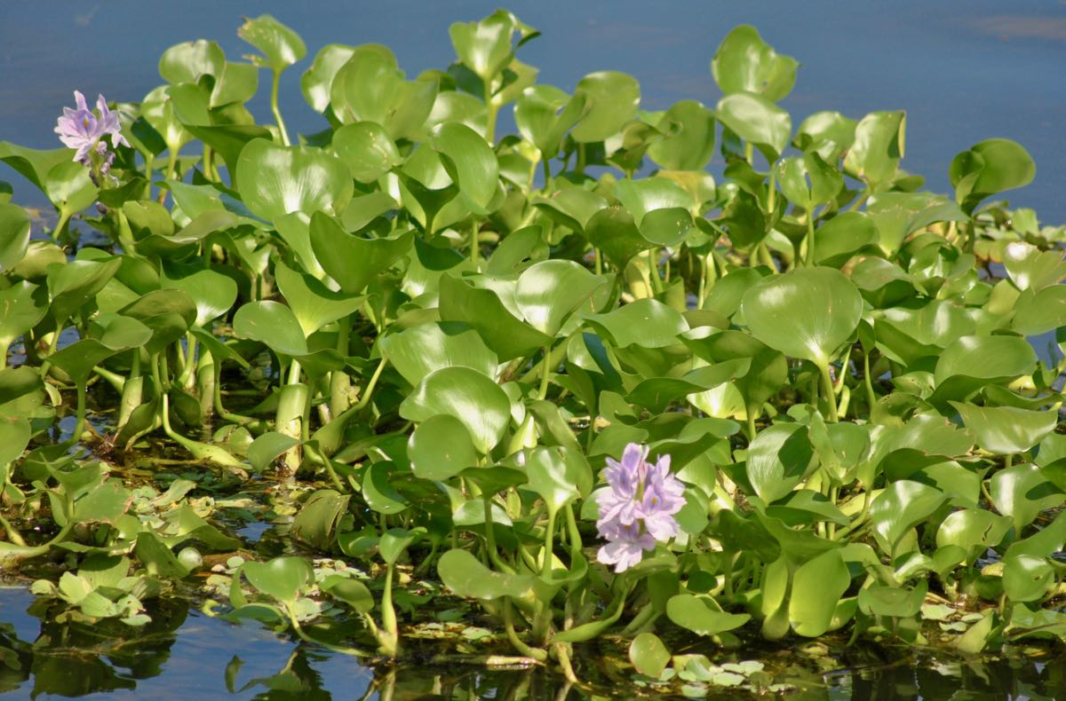 [DIAGRAM] Diagram Of Water Hyacinth - MYDIAGRAM.ONLINE