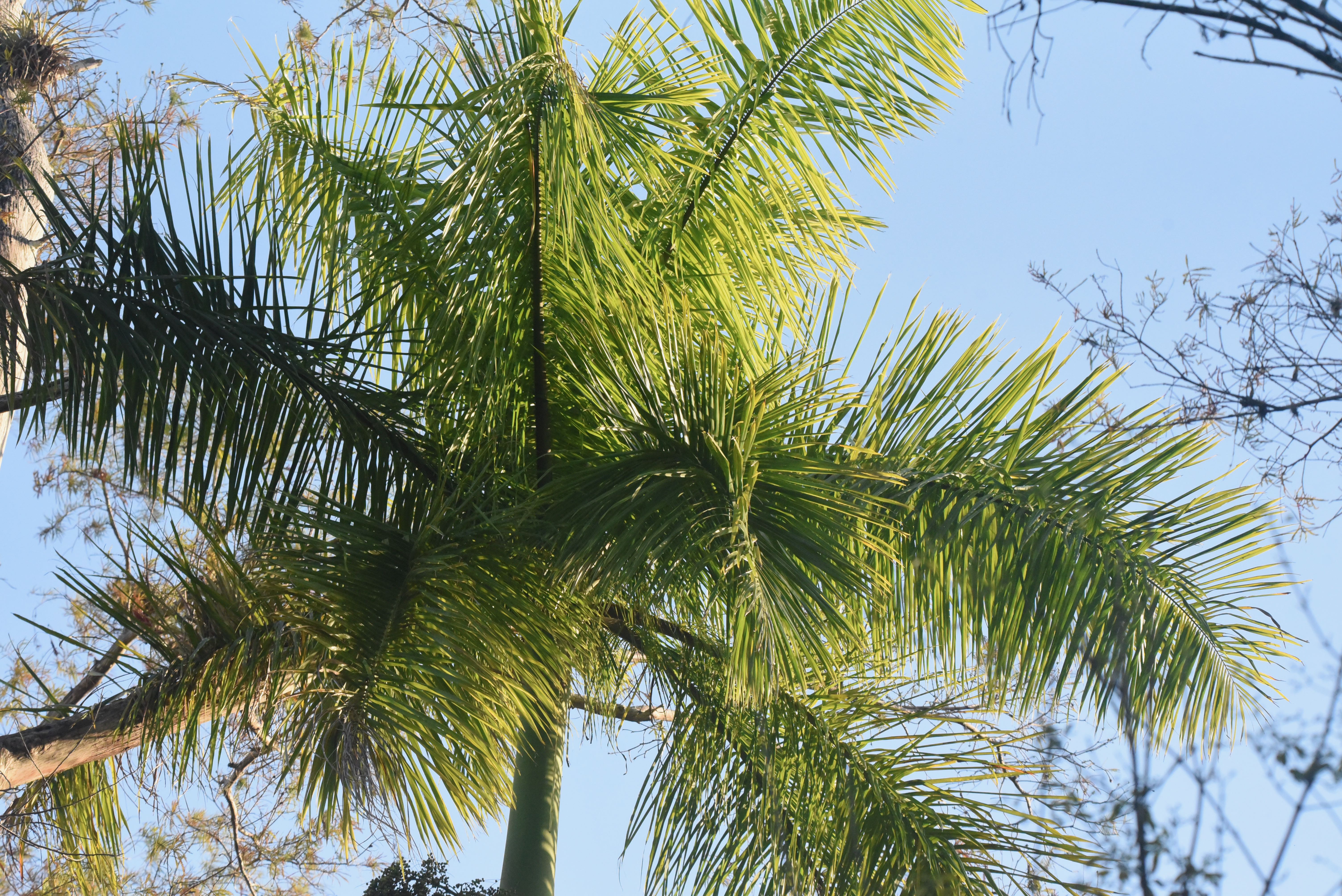 royal palm