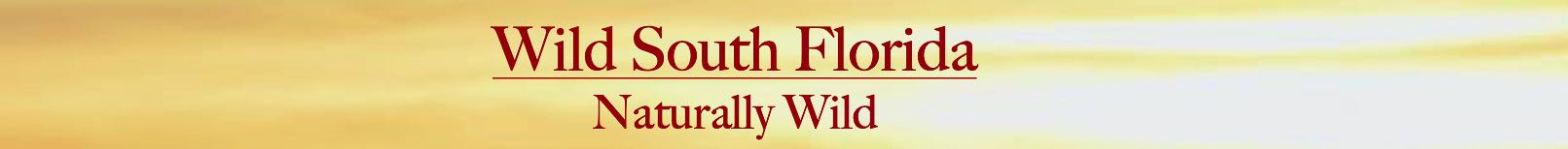 wild south florida banner