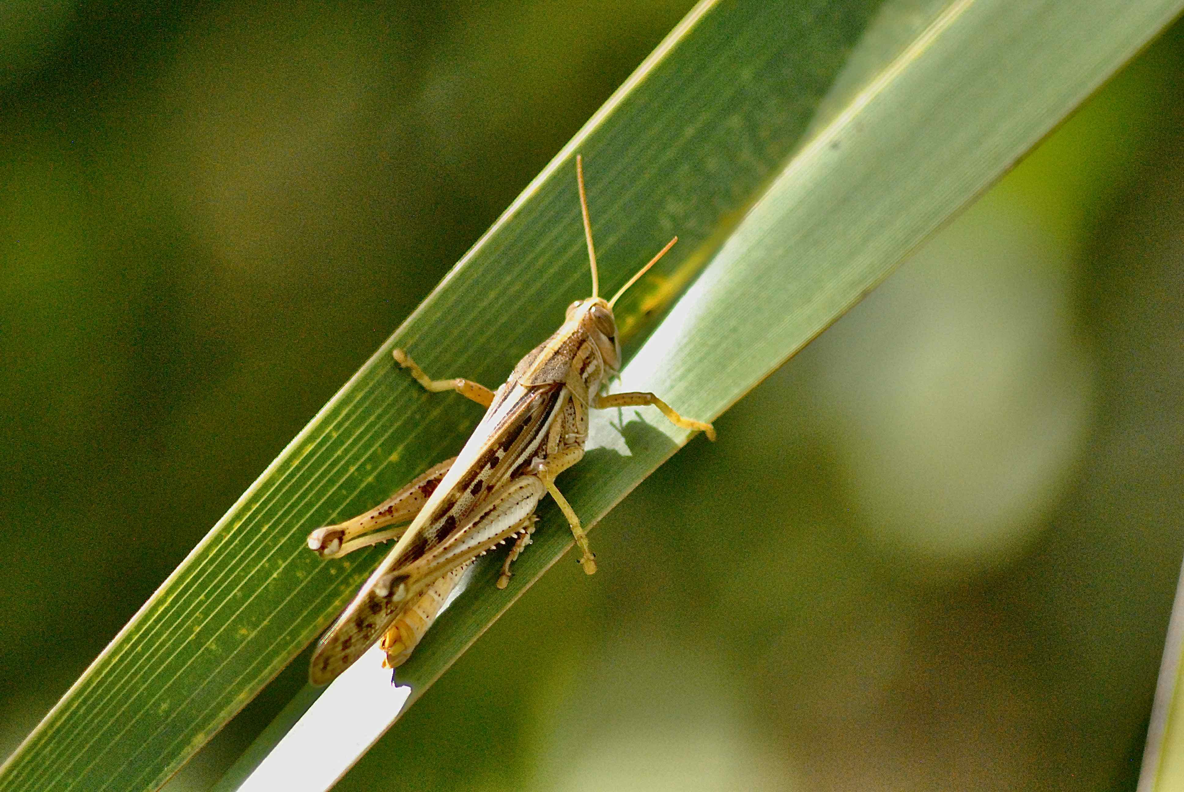 American bird grasshopper
