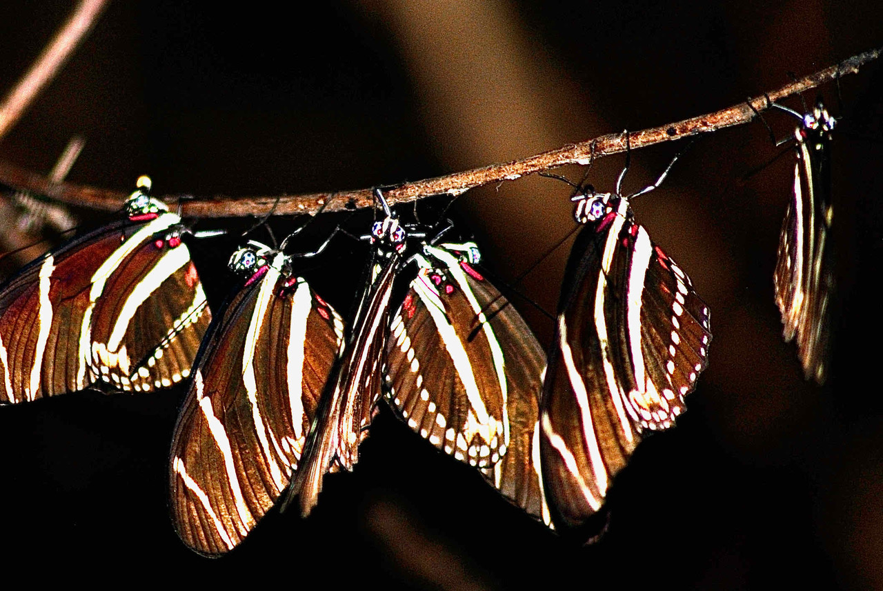 zebra longwing butterflies