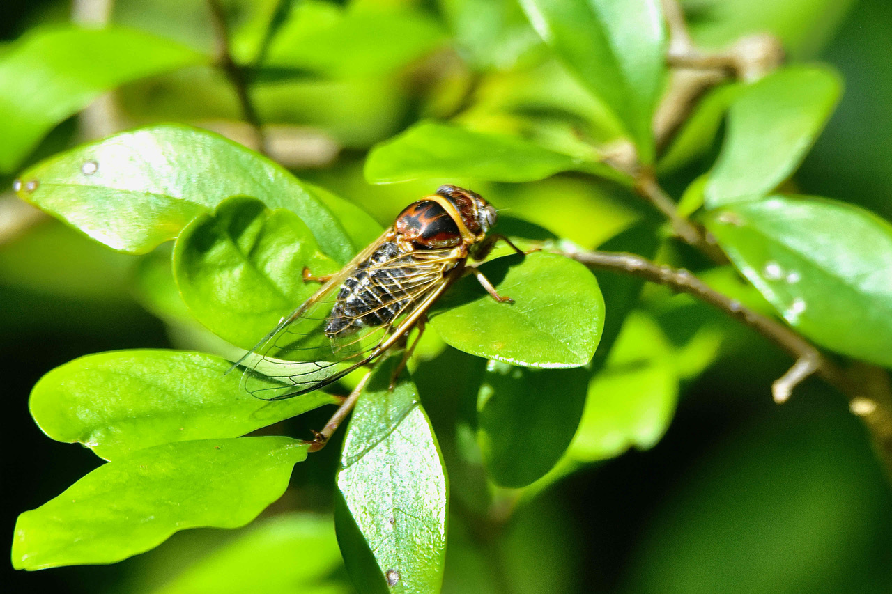 atlantic scrub cicada