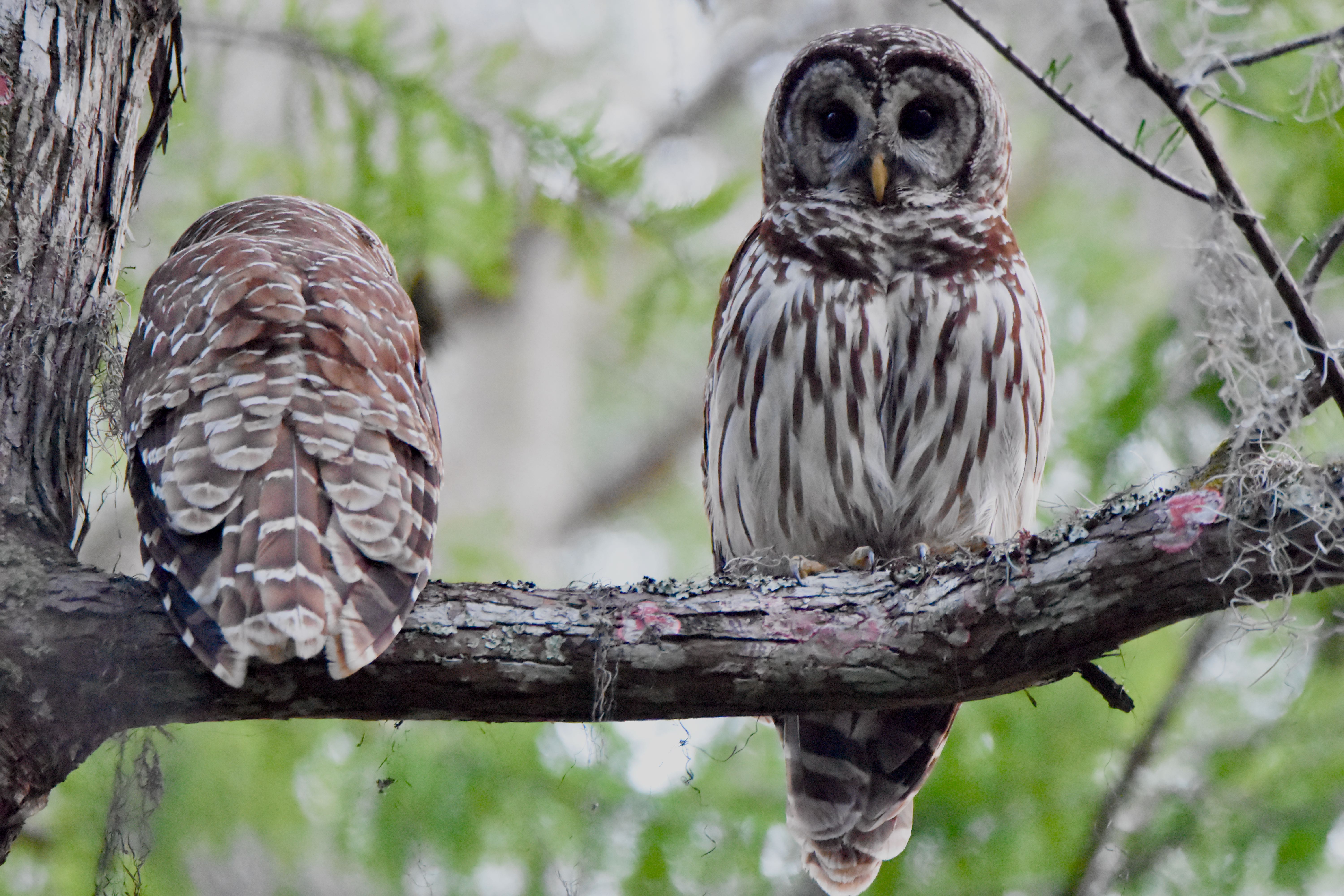 barred owls