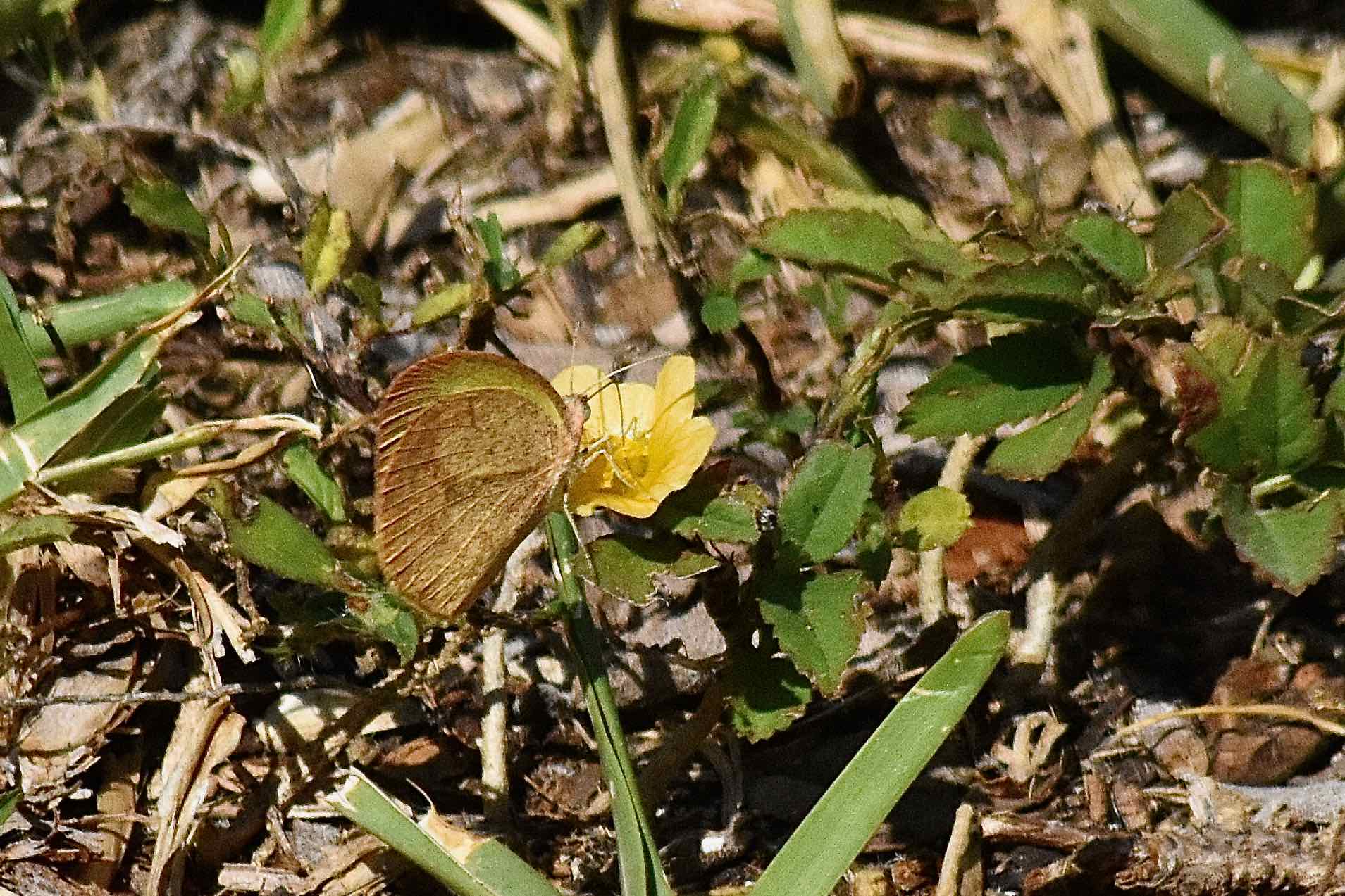 Barred Yellow Butterfly