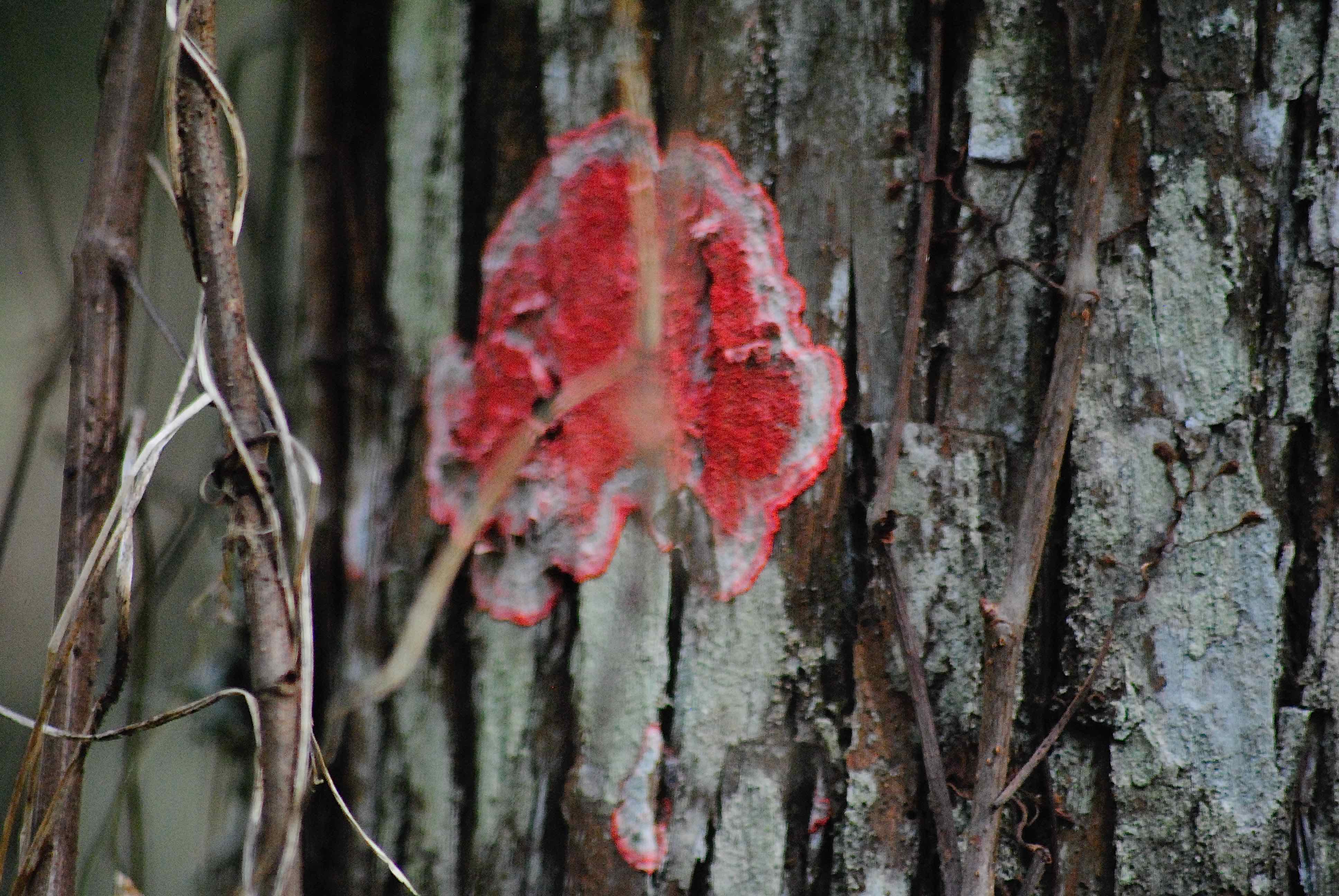 red baton rouge lichen