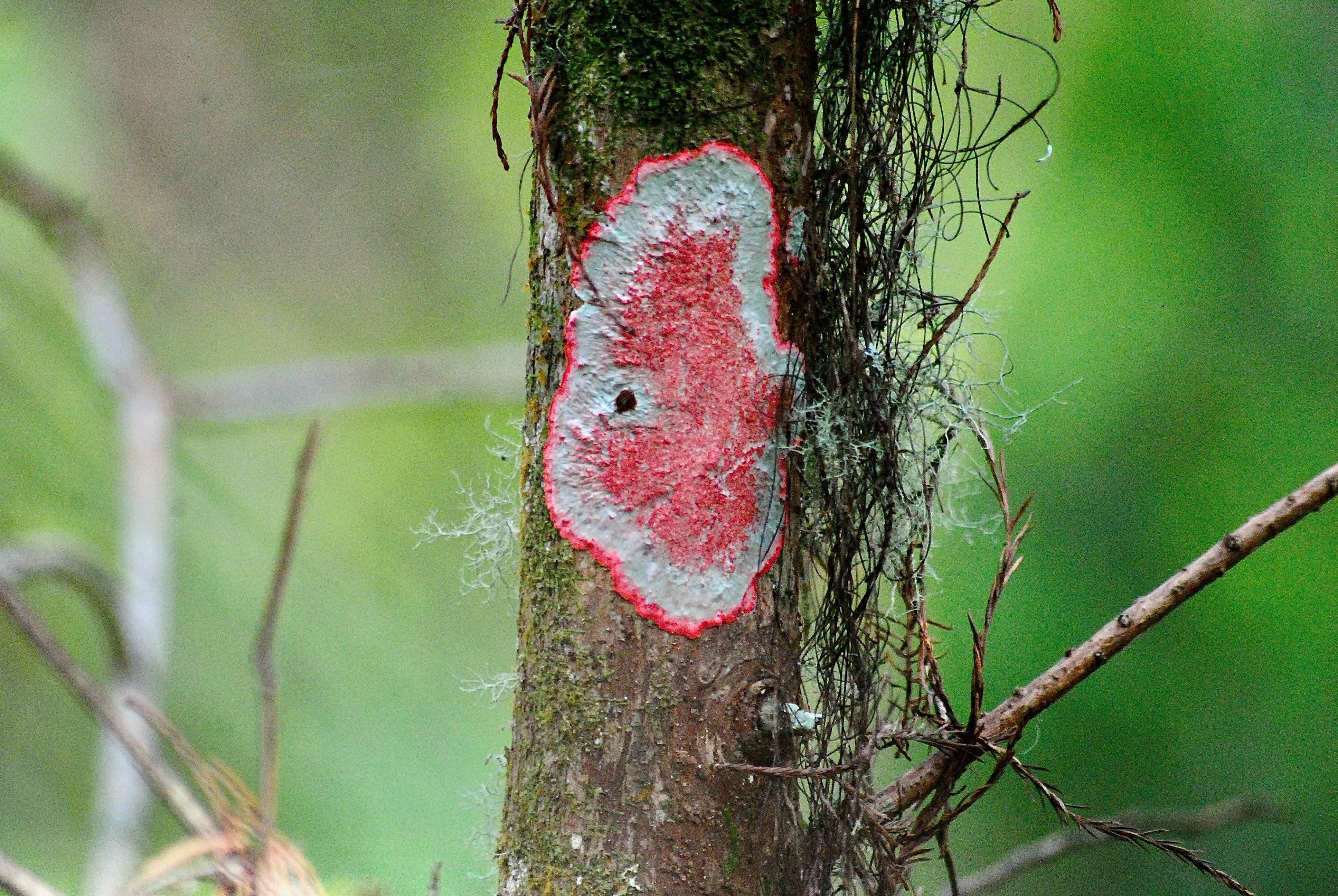 Red Baton Rouge Lichen