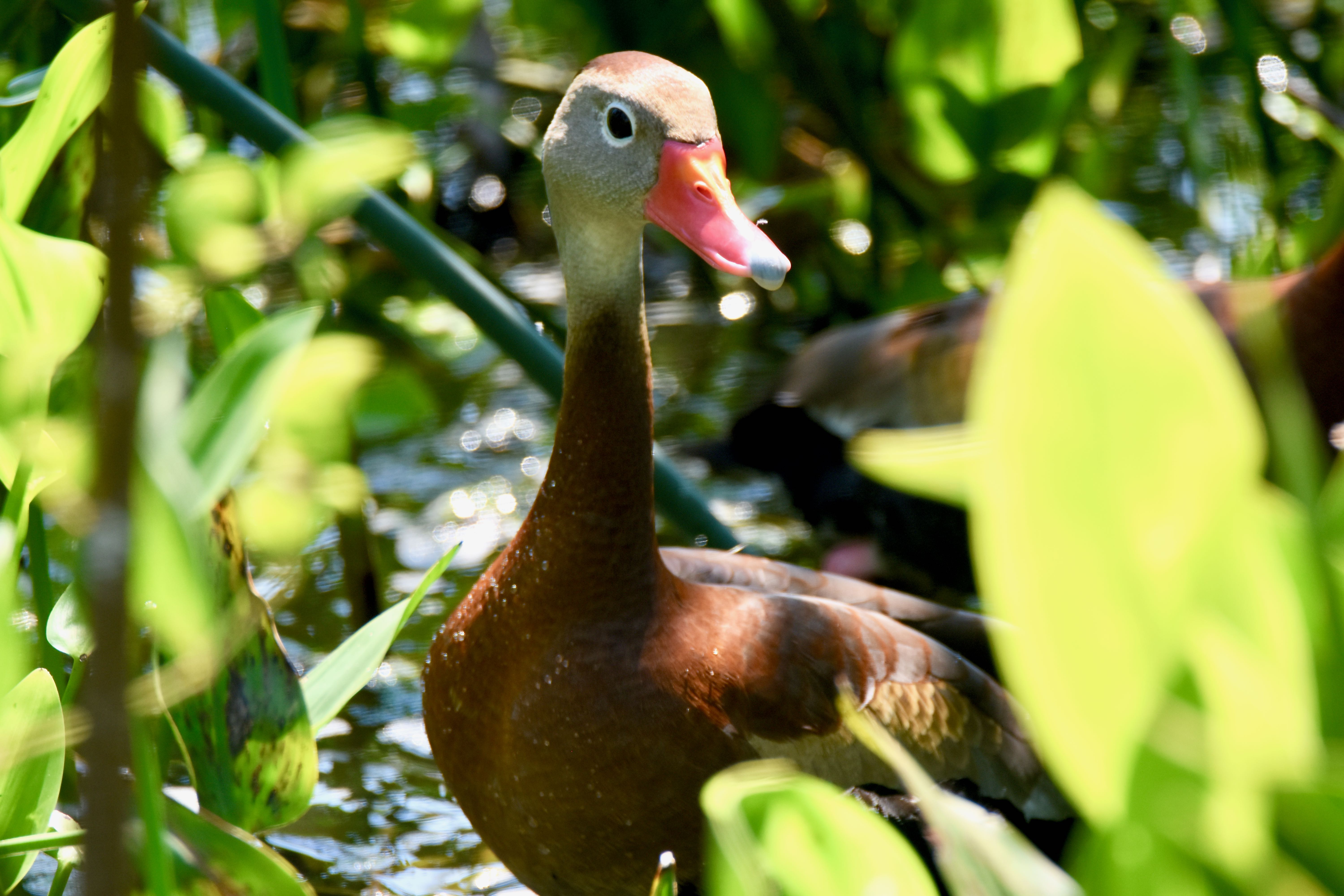 black-bellied whislting duck