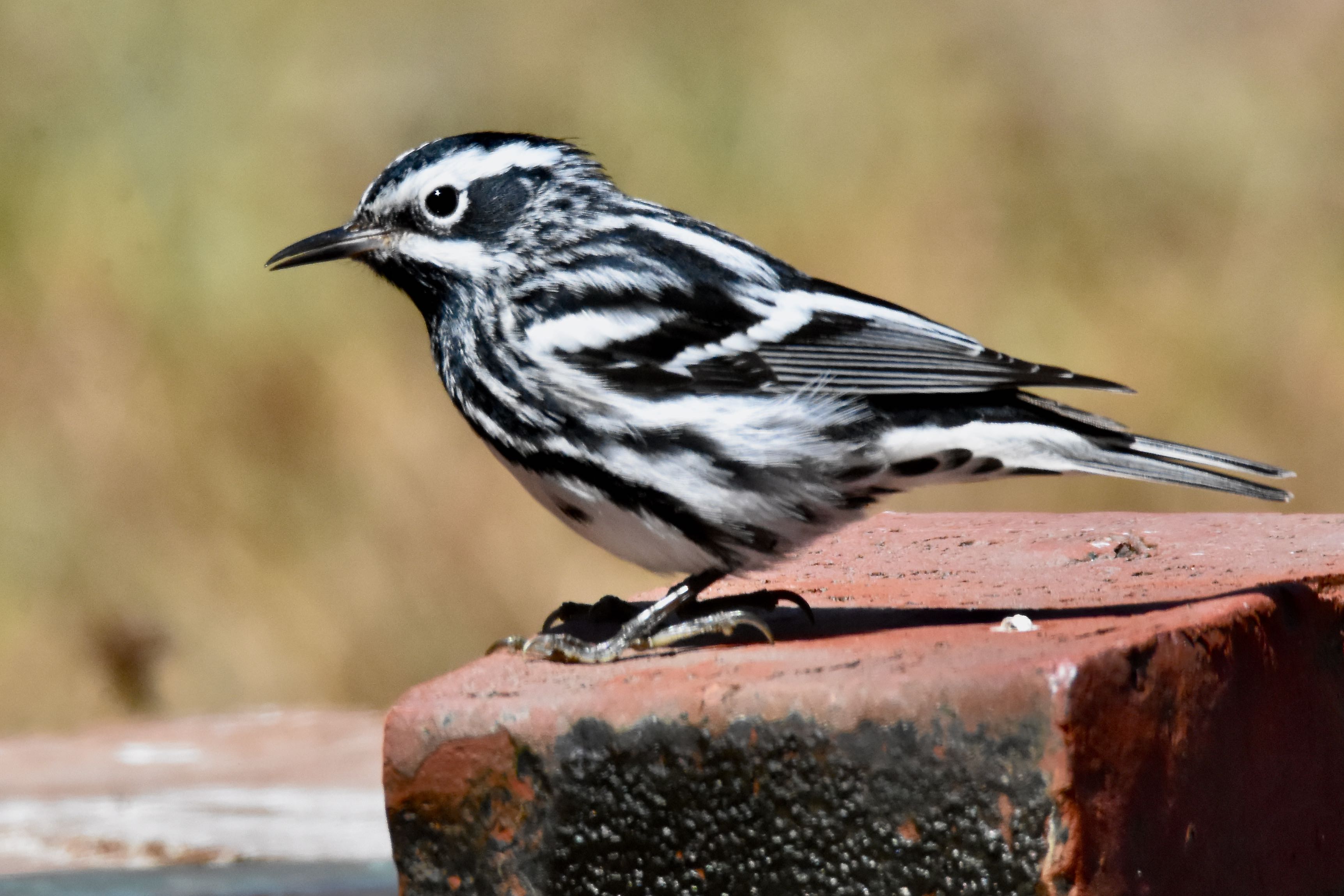 black-and-white warbler