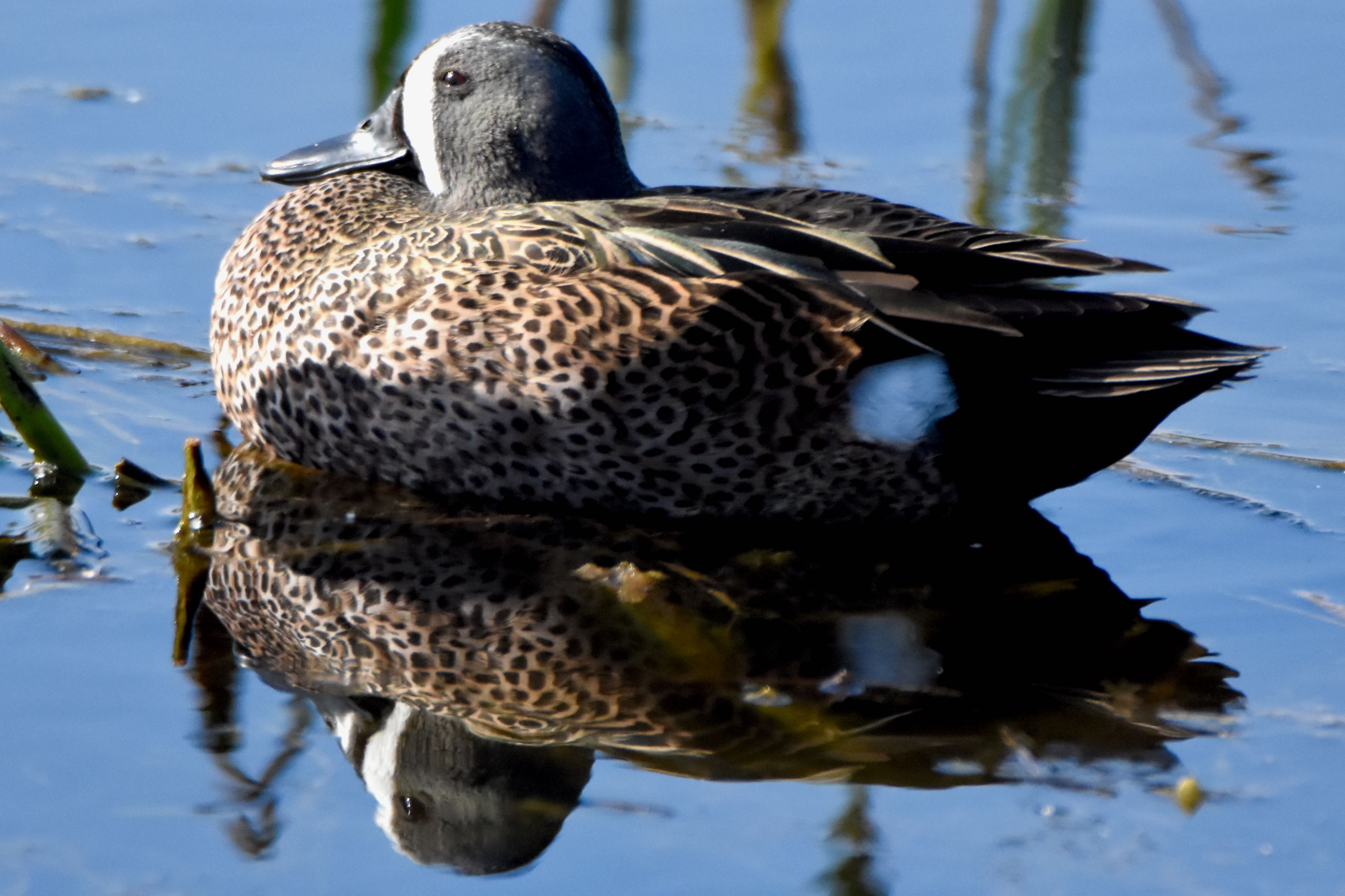 blue-winged teal
