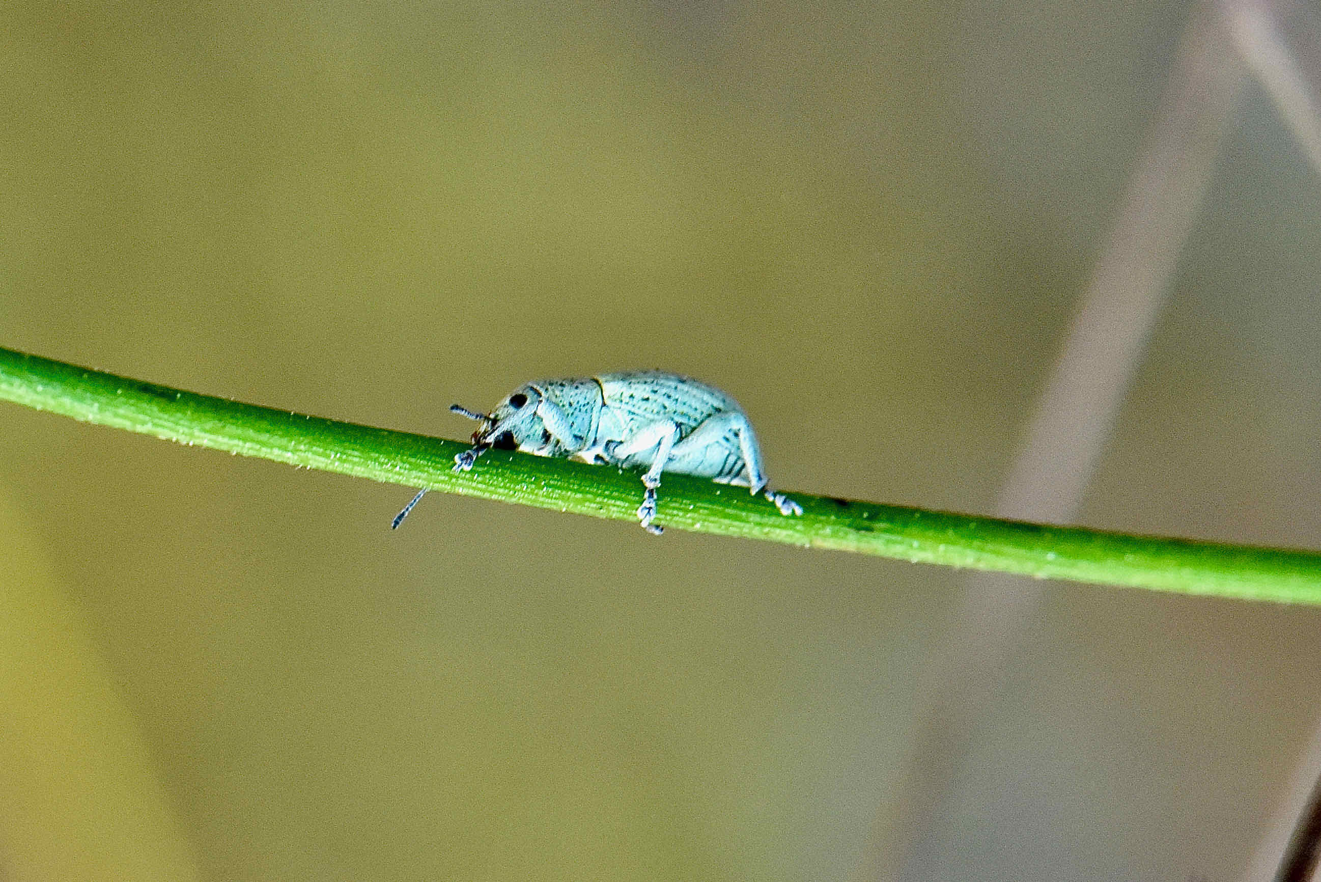 blue green weevil