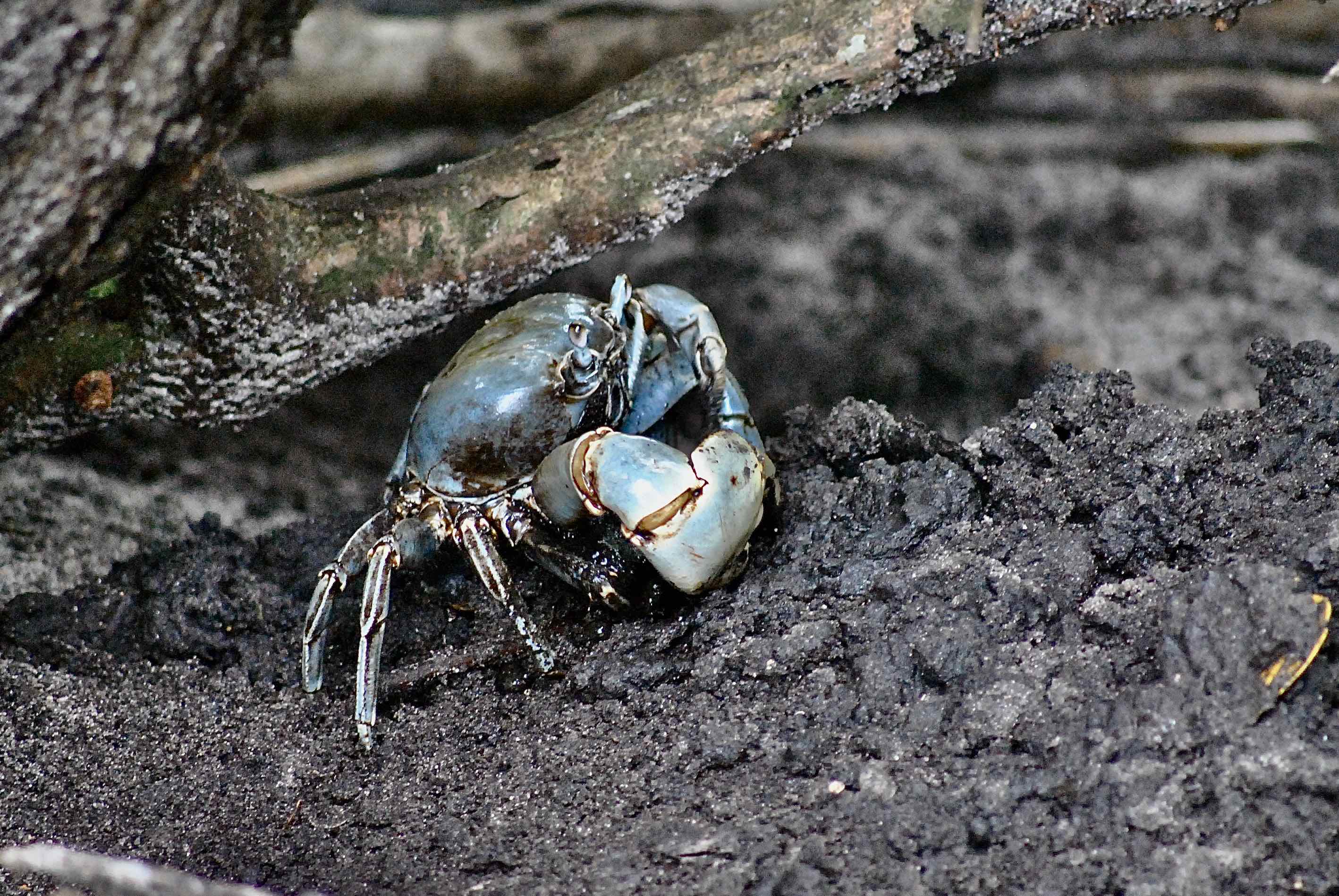 blue land crab