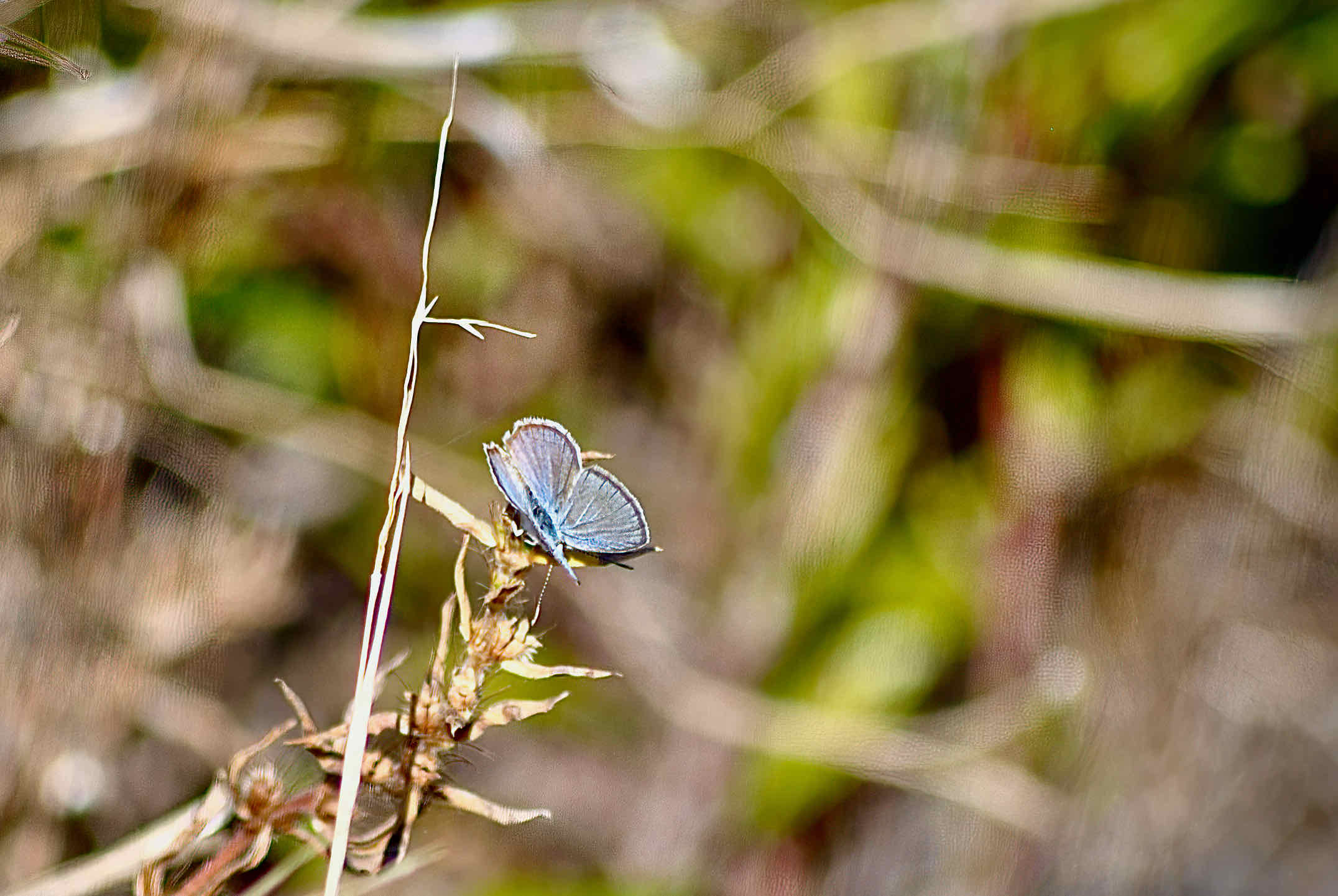 ceraunus blue butterfly