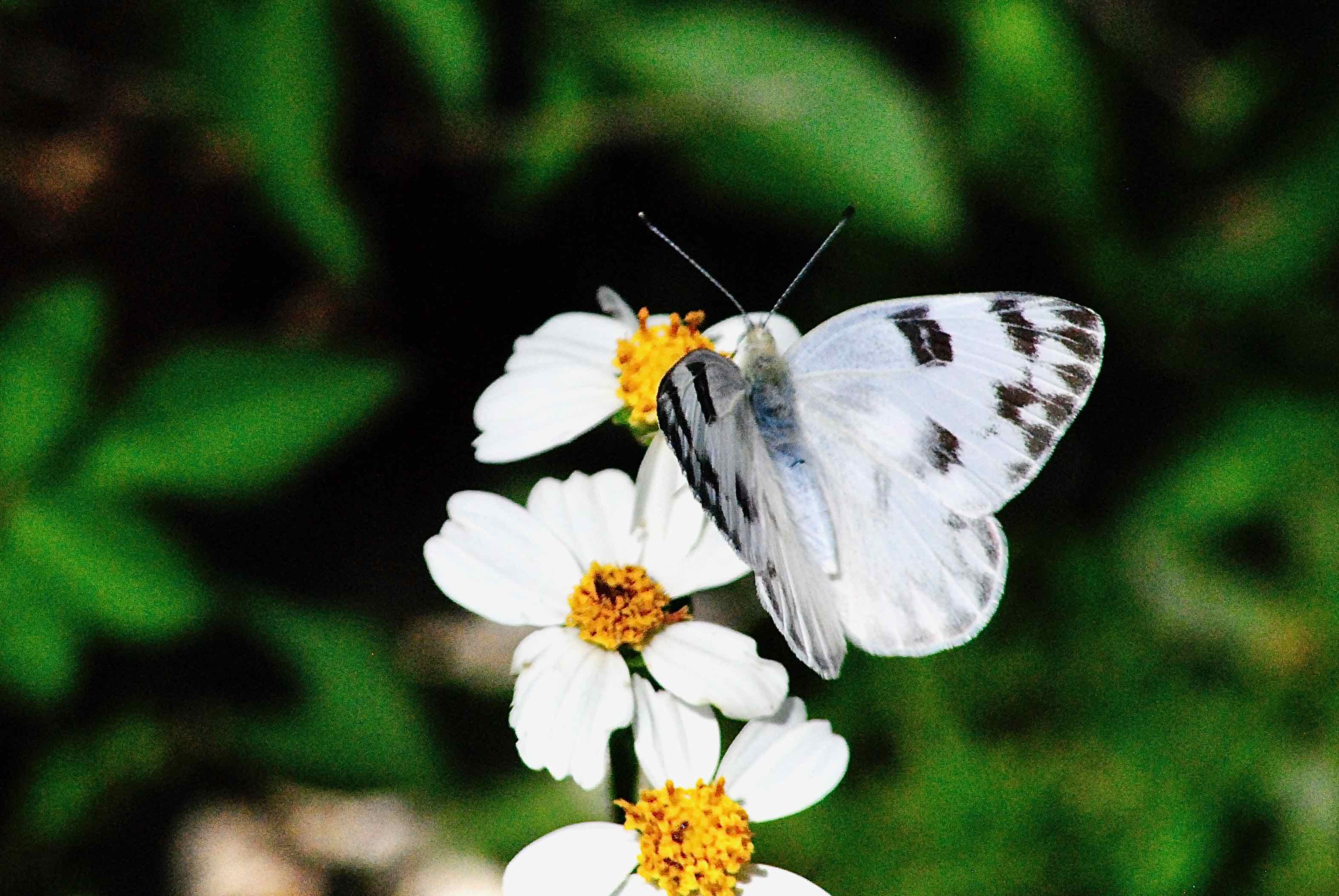 checkered white butterfly