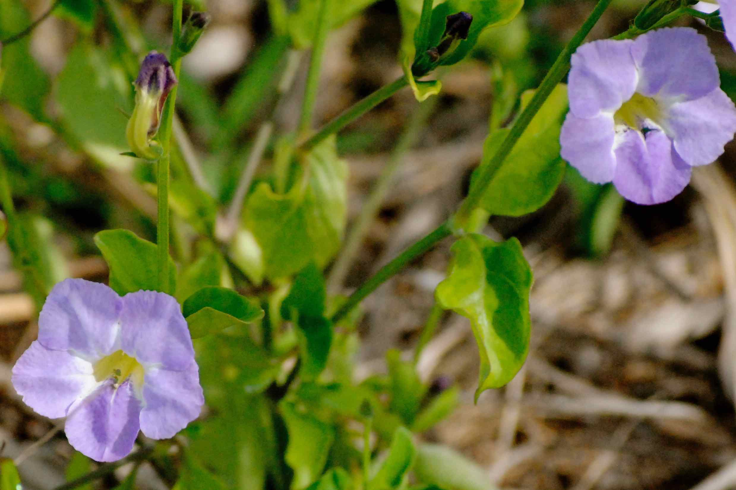 chinese violet