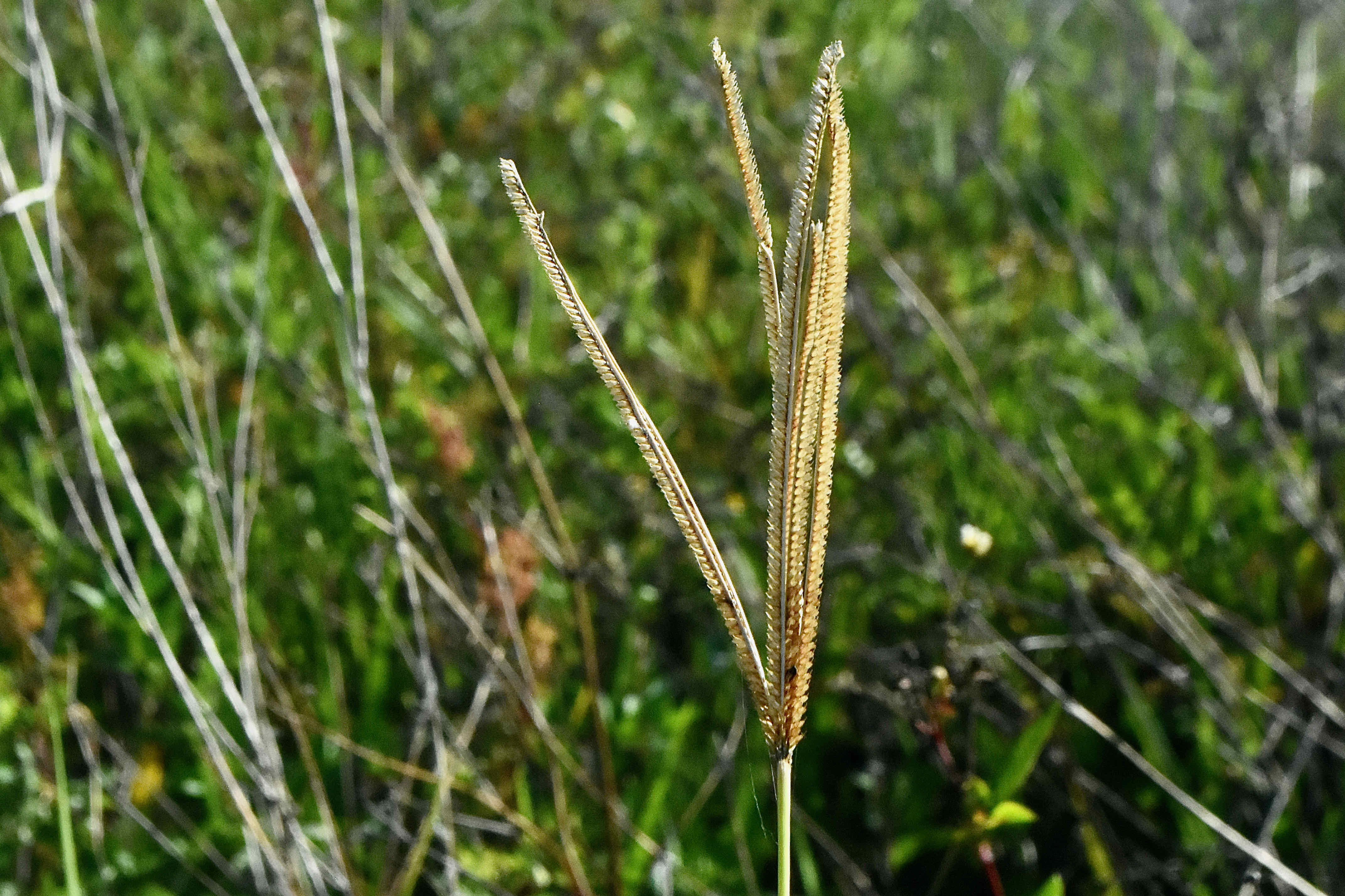 Common Fingergrass