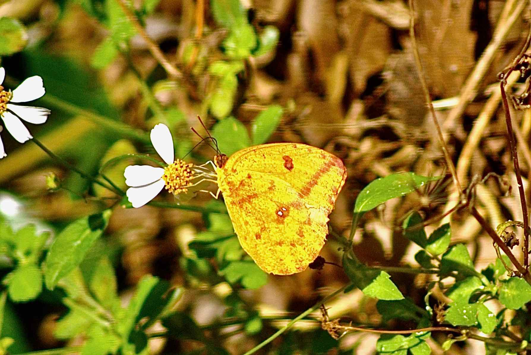 Large Orange Sulphur Butterfly