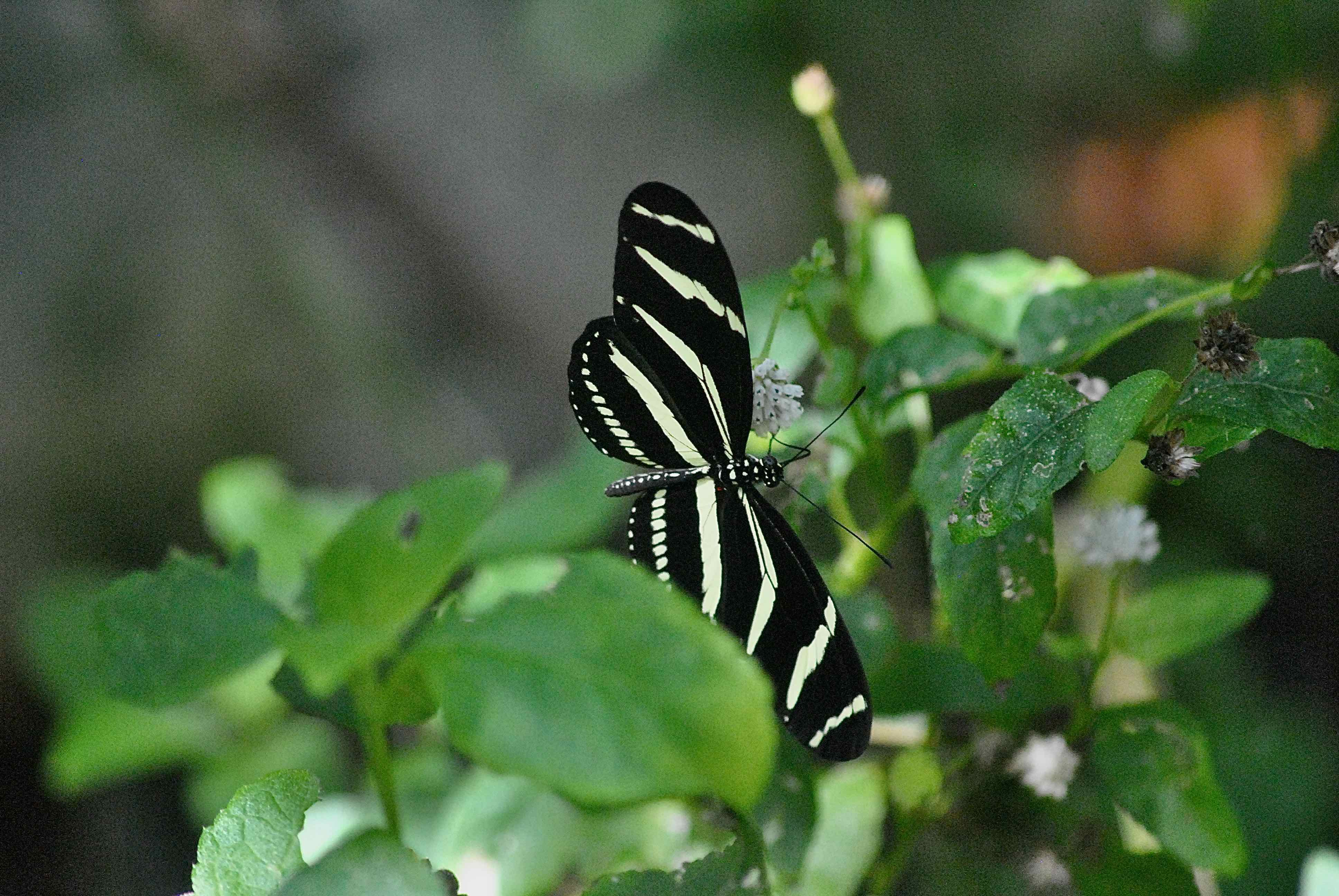 Zebra Longwings Bunnerfly