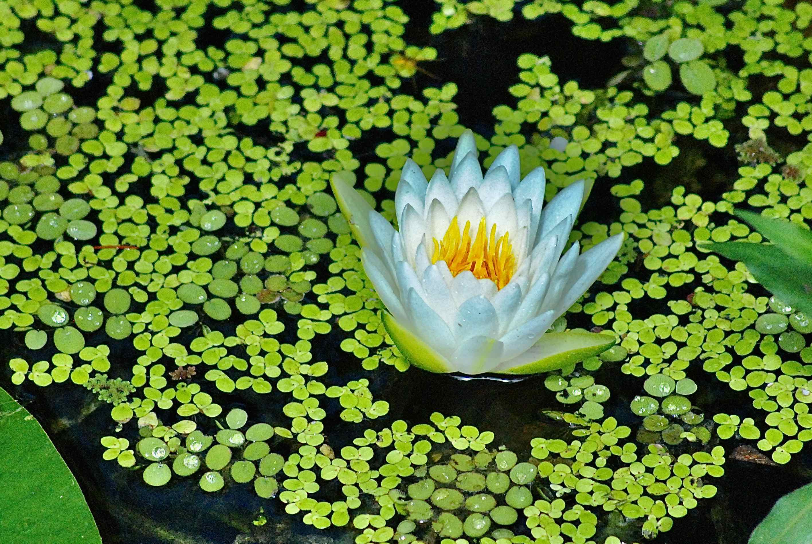 Fragrant Water lily