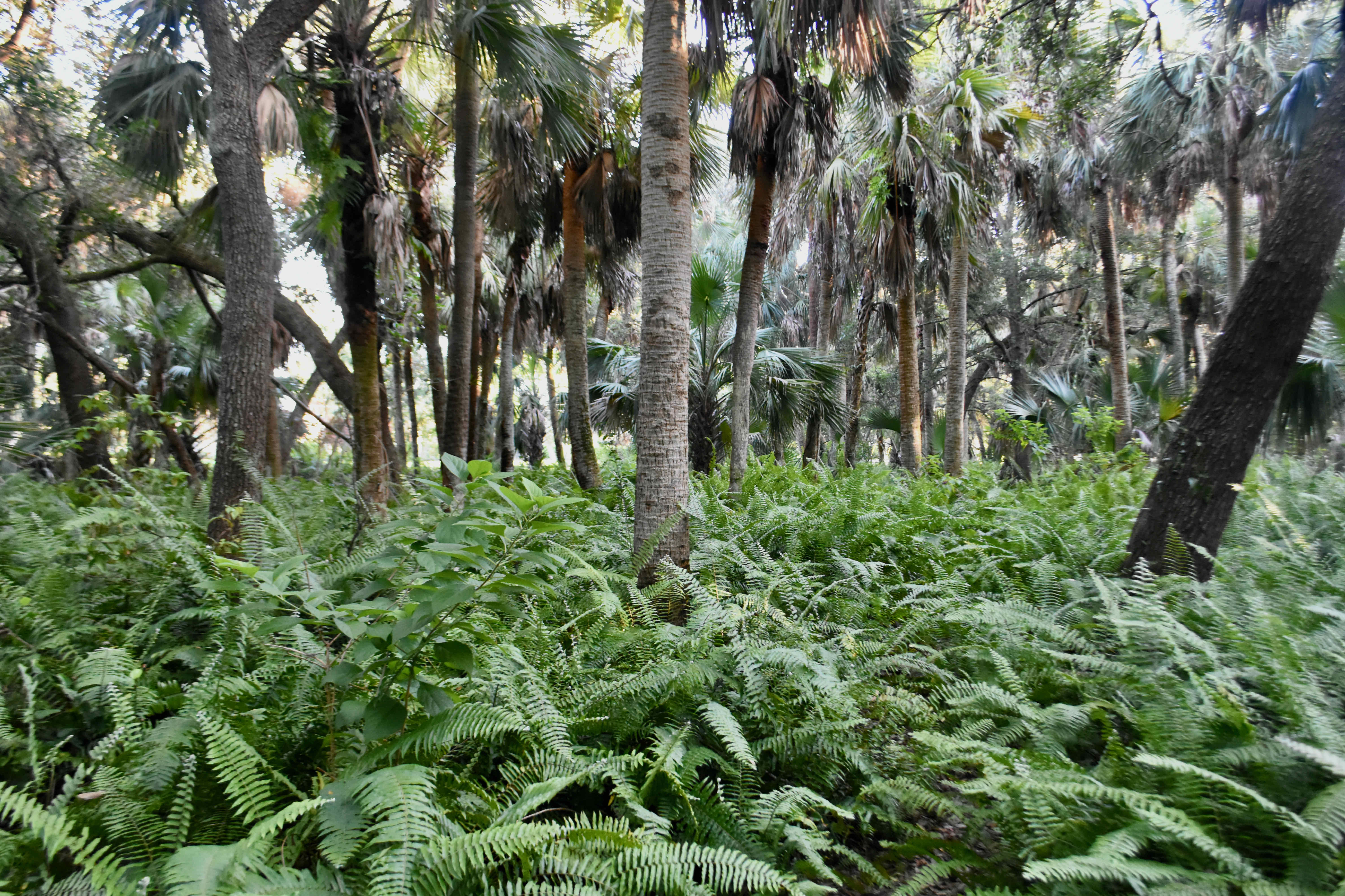 ferns and cabbage palms