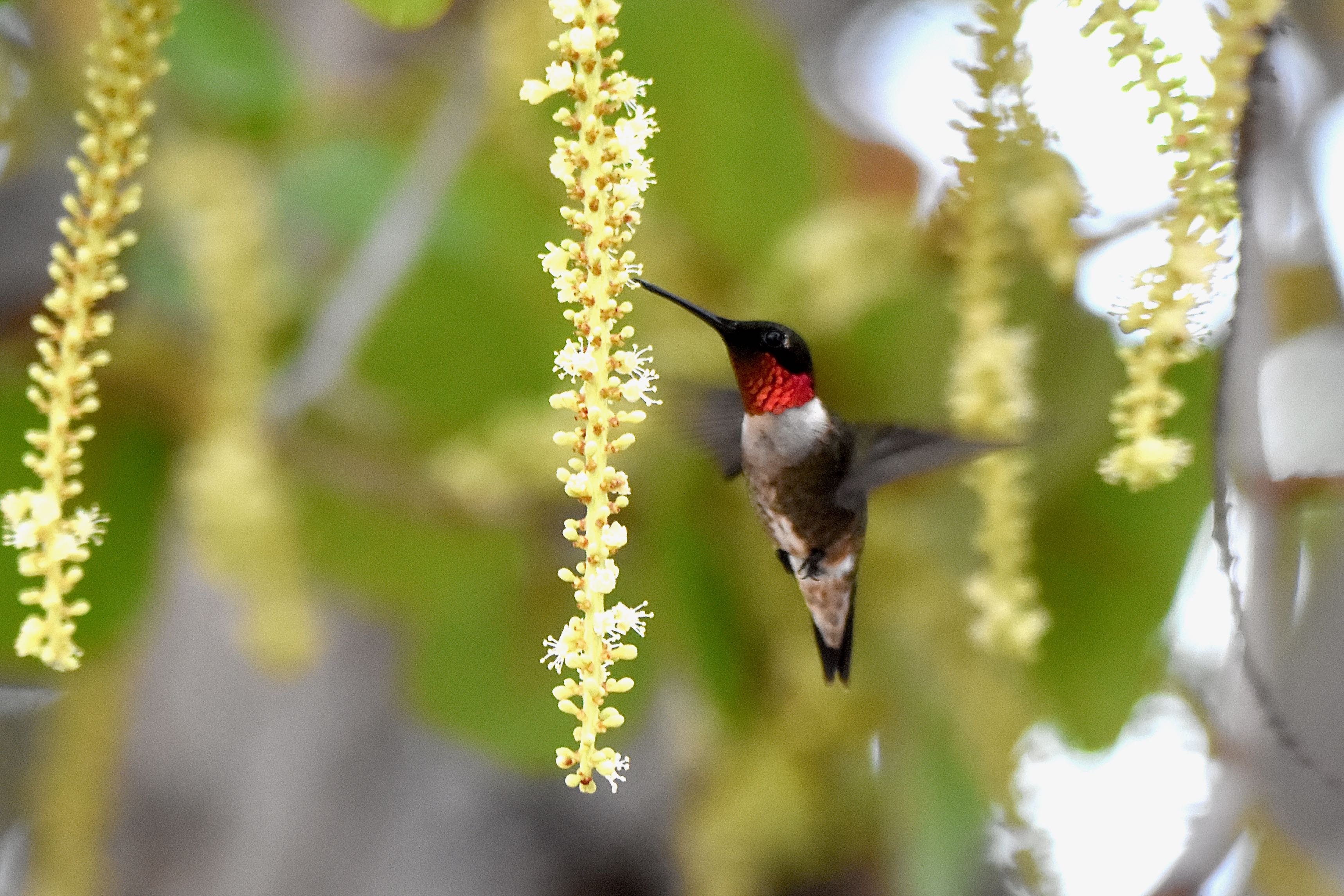 rub-throated hummingbird