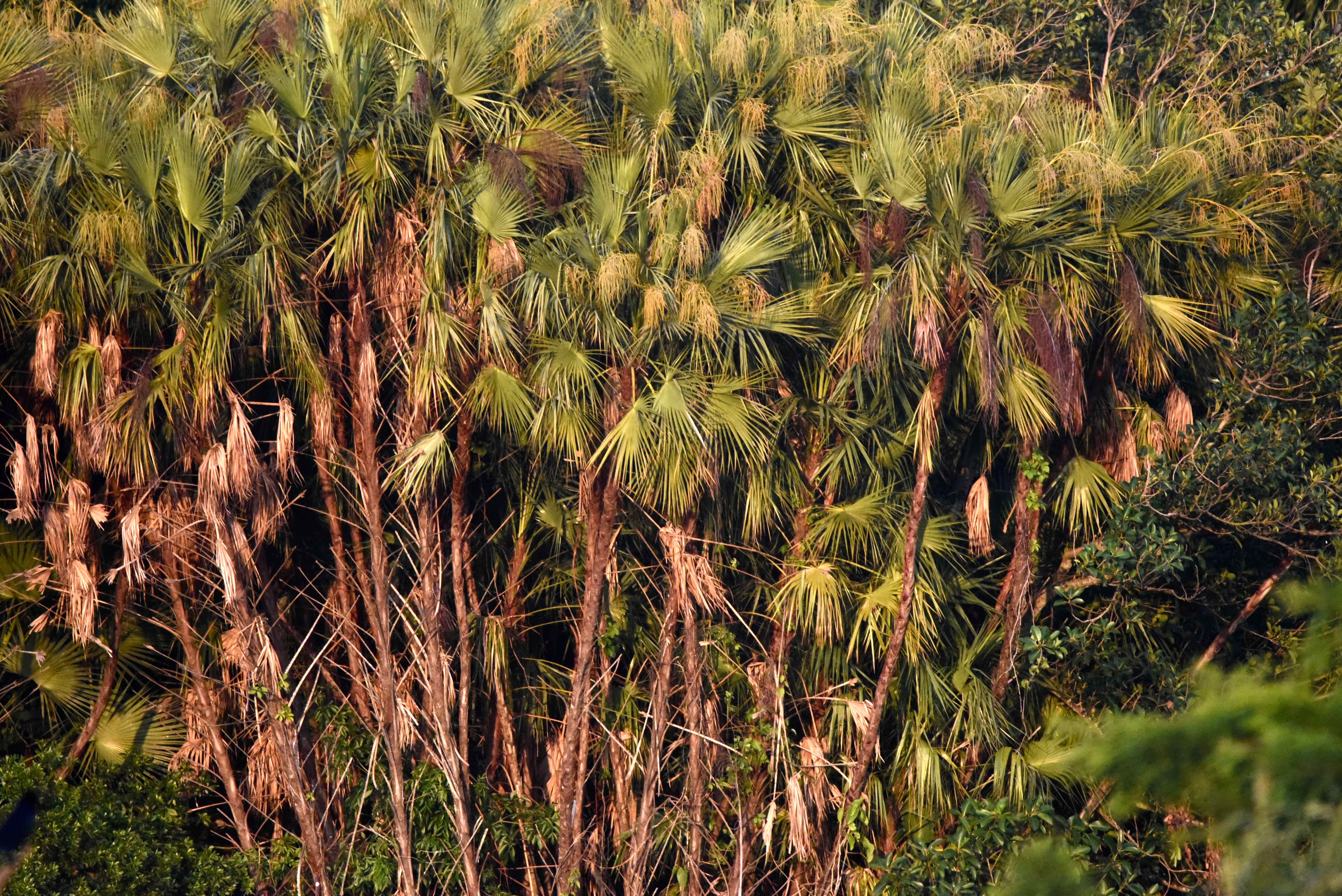 Everglades Palm