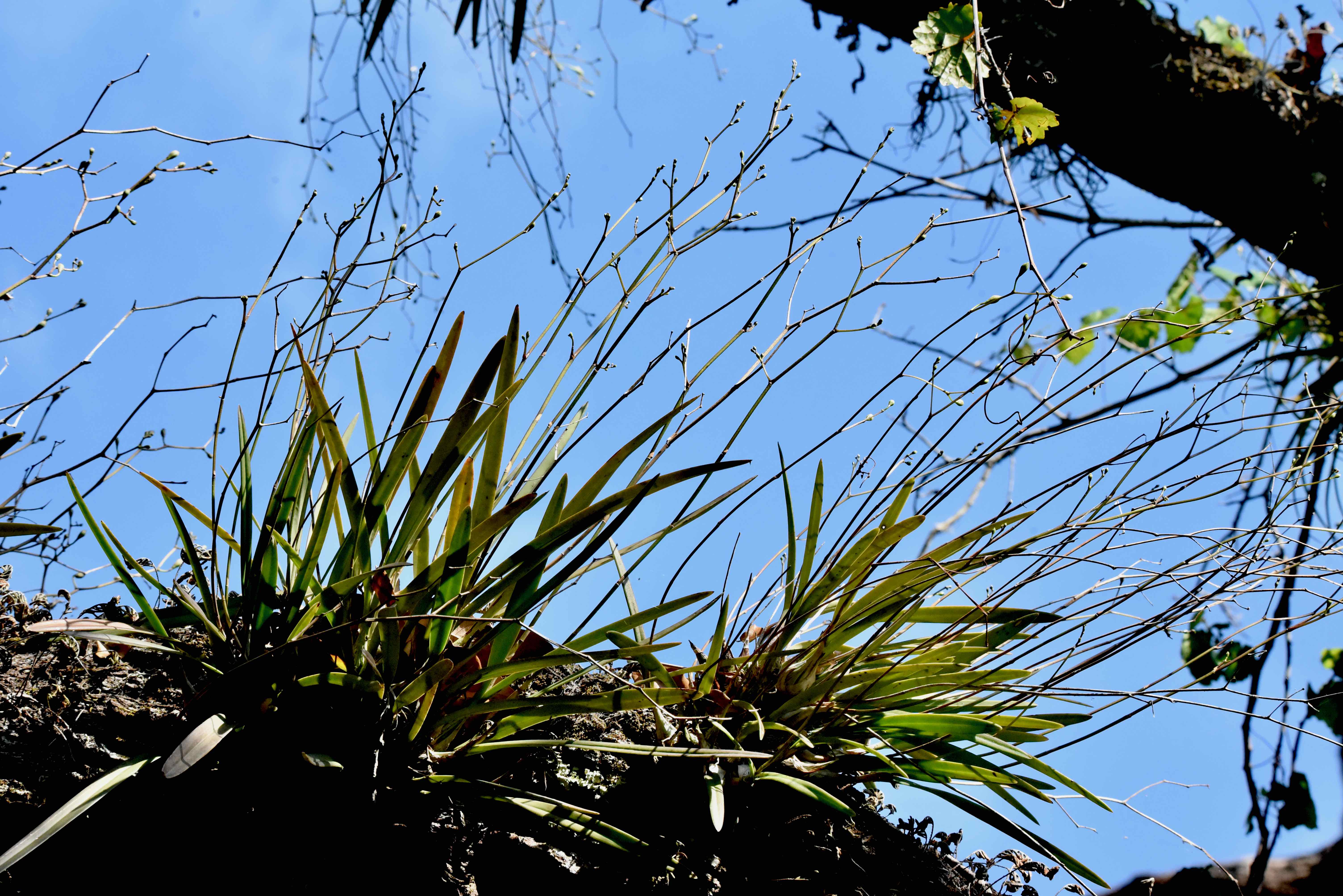 Florida Butterfly Orchid