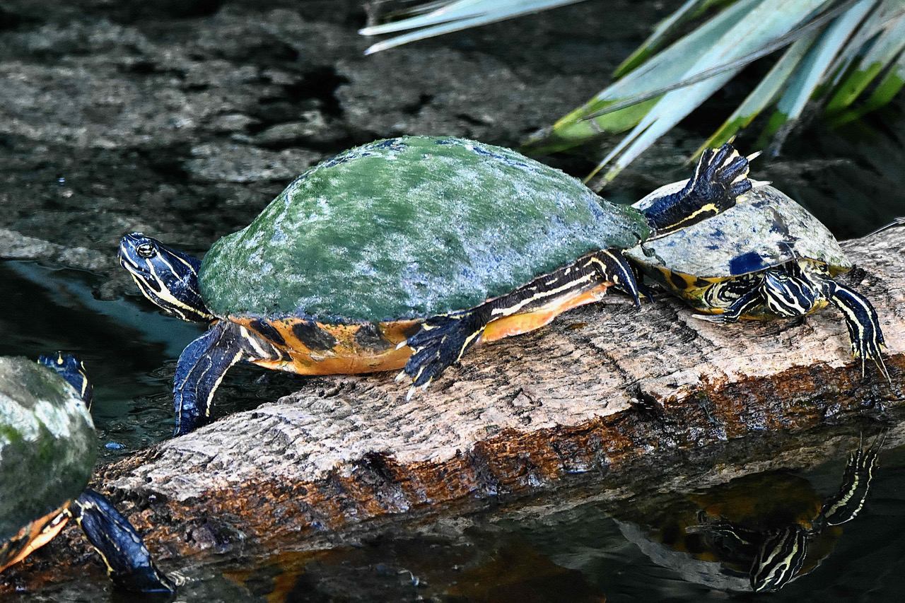 Florida Redbelly turtle