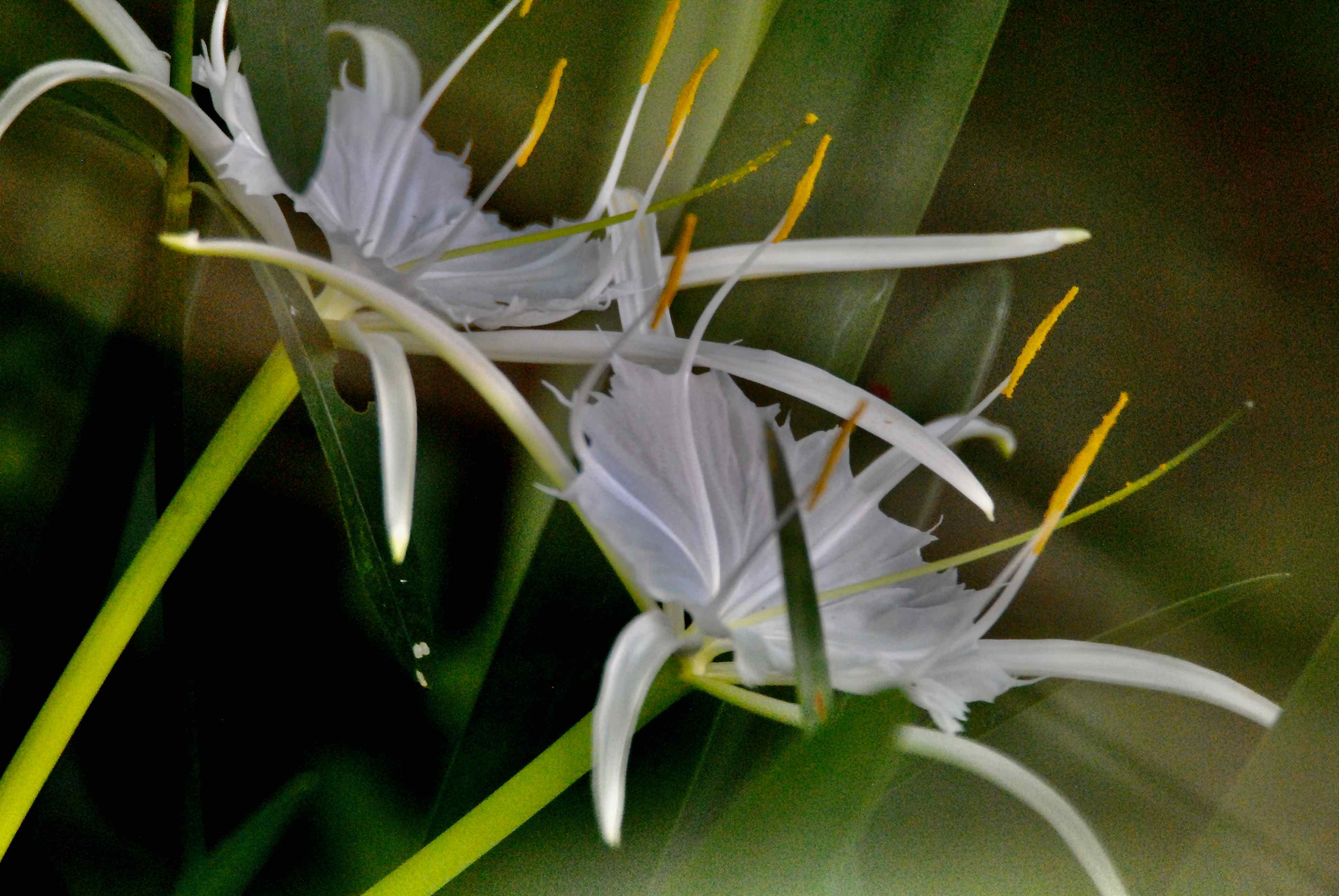 Florida spider lily