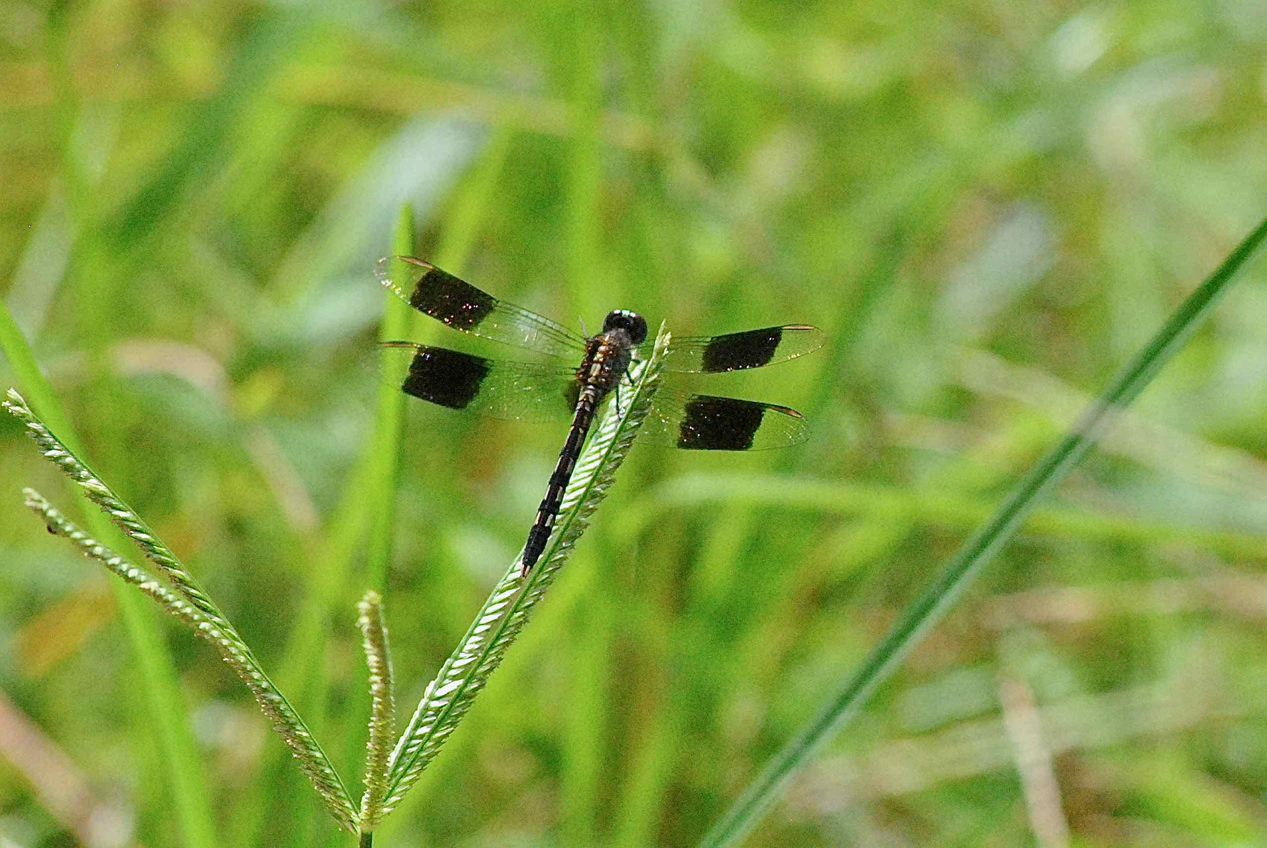 Four-spotted dragnofly